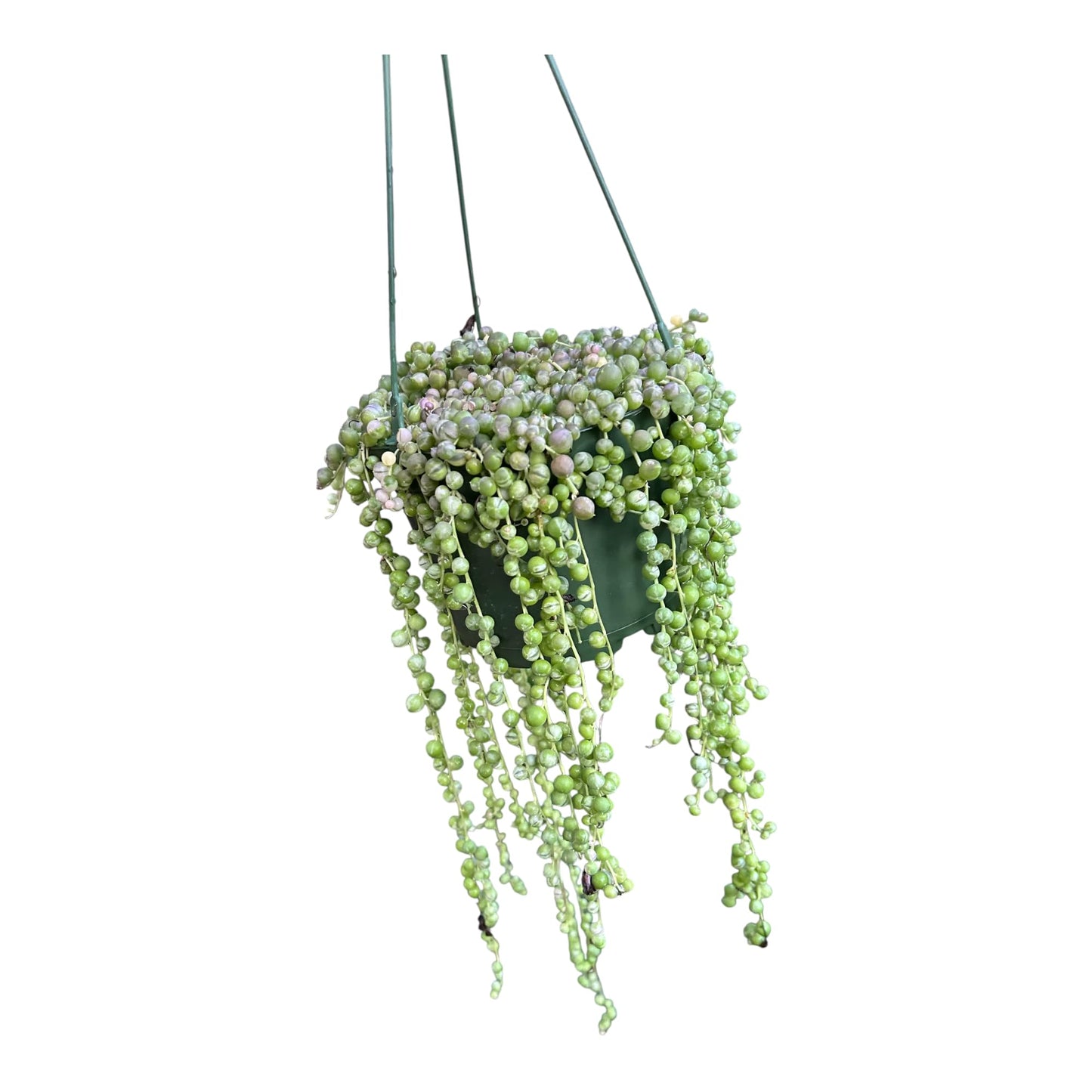 Veriegated String of Pearls in A 6" in Hanging Pot Healthy Trailing Plants Every Plant Will be Trailing 12 inches Or Longer