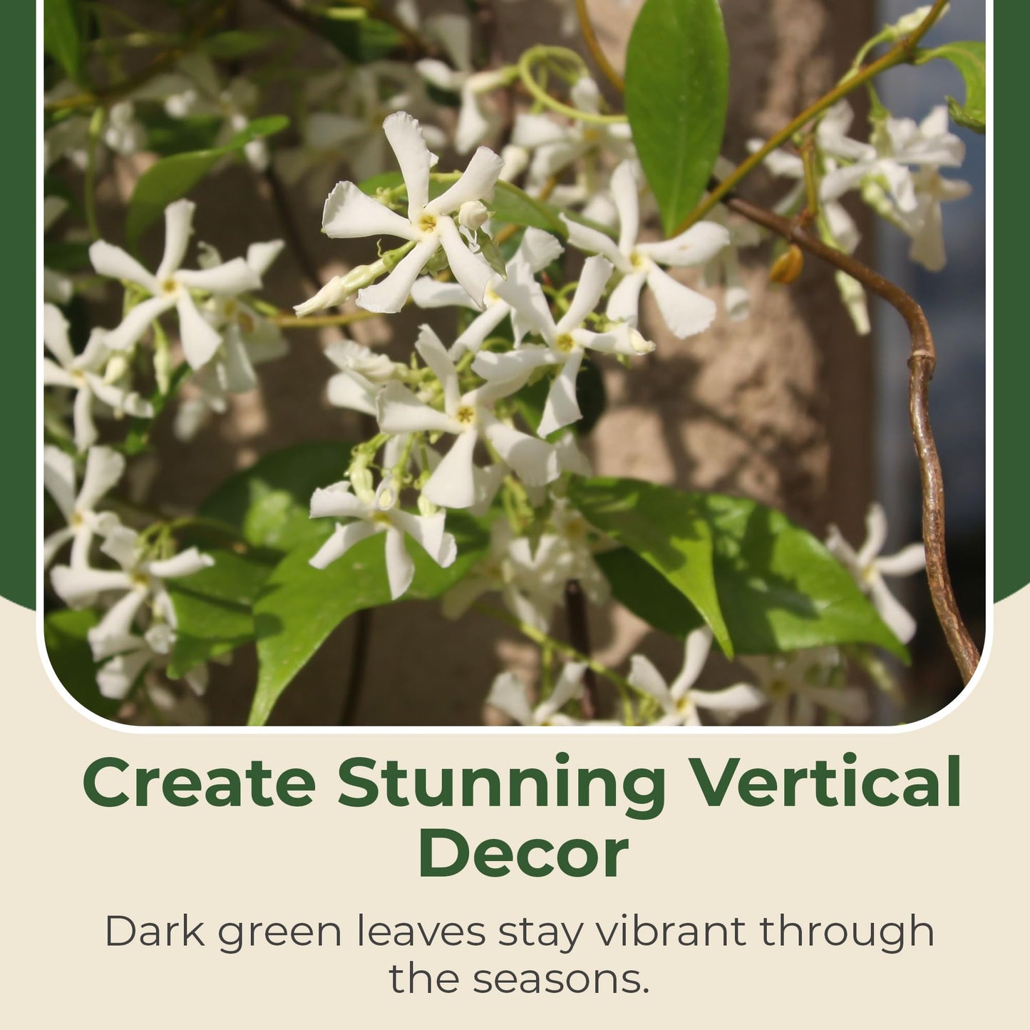2.5 qt. Jasmine Confederate Flowering Shrub with White Flowers - Easy to Grow & Adaptable Live Shrubs for Slopes, Borders, Retaining Walls - 10 to 15 Tall and 3 to 6 Wide Confederate Jasmine Plant