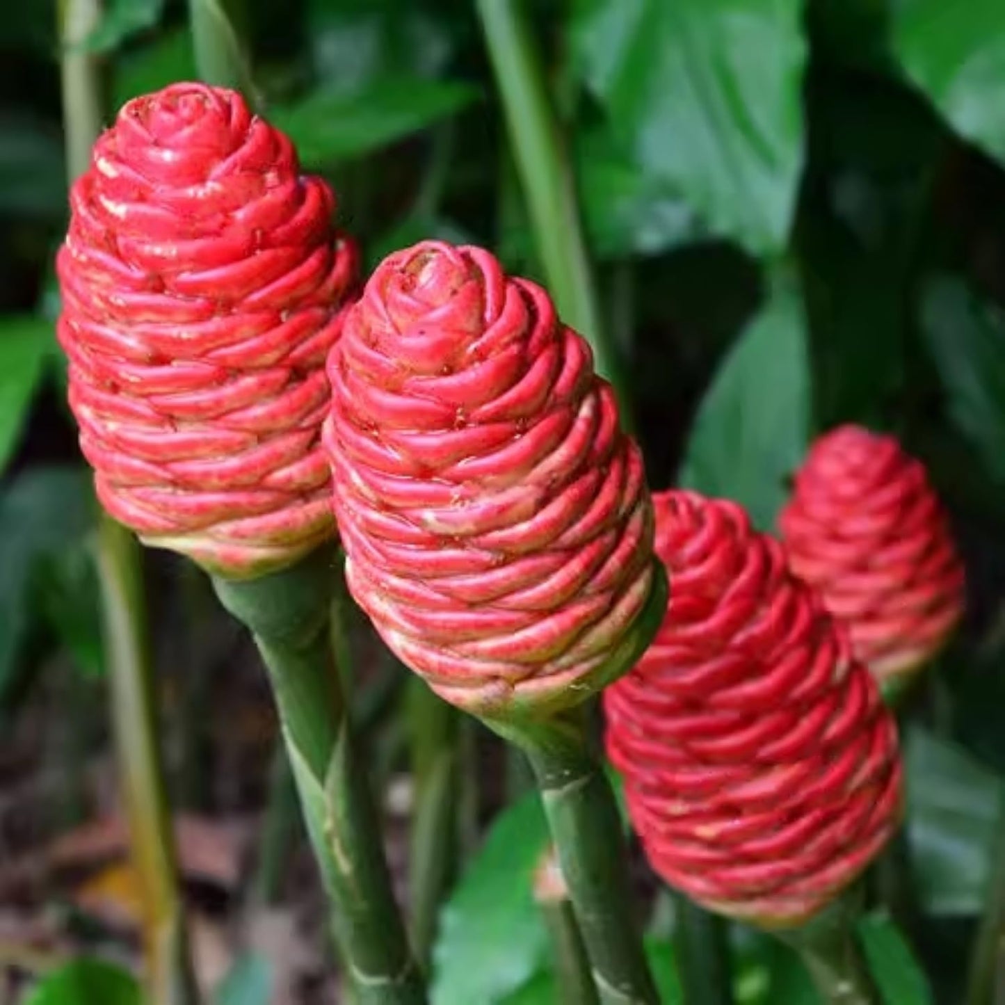 3 Shampoo Ginger Rhizomes for Planting, Live Awapuhi Shampoo Ginger Roots to Grow, Zingiber Zerumbet Fresh Ginger Plant Live