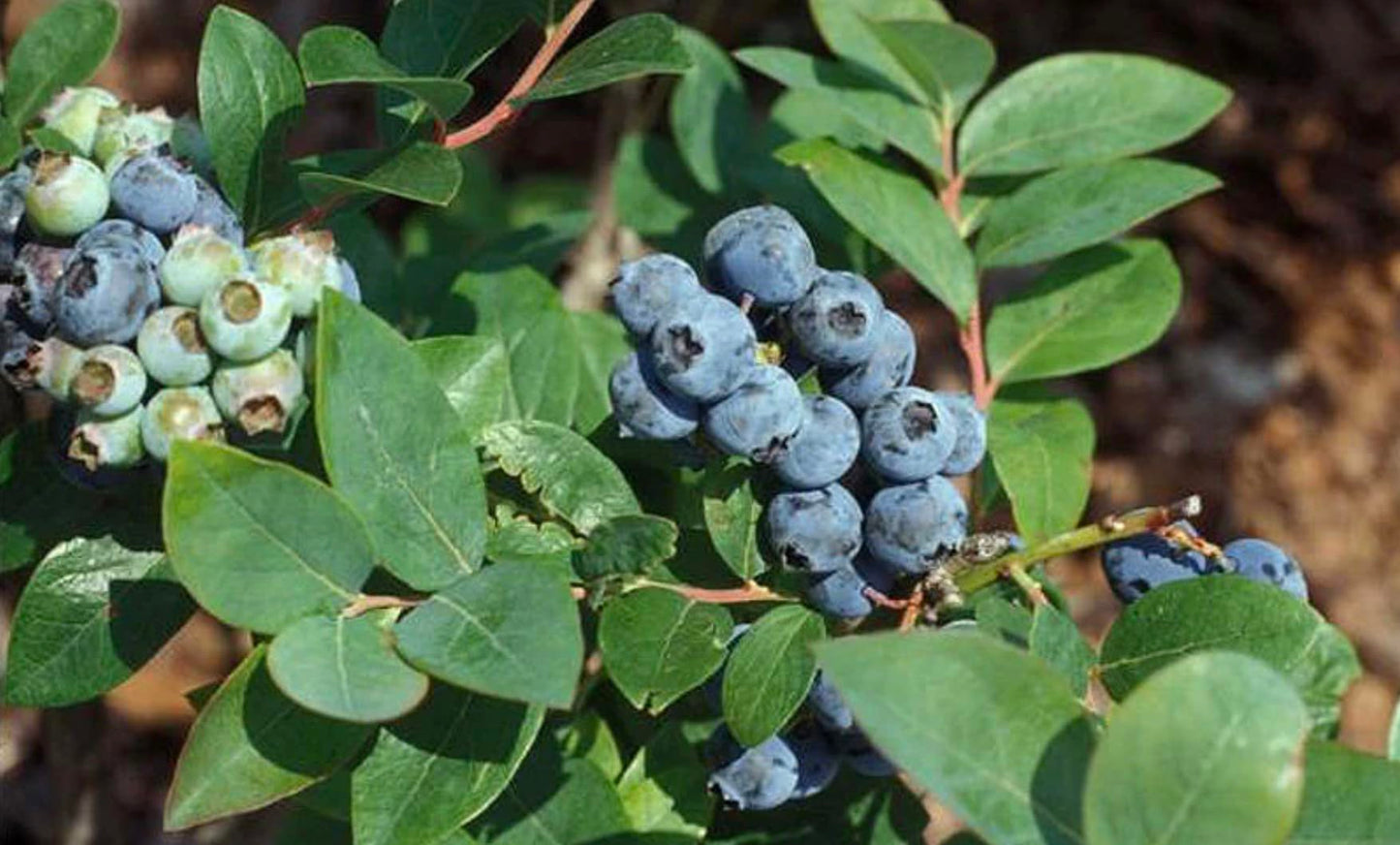 Jewel Blueberry Plants (2-Pack) - Live Berry Bush 5-8" - Container or Garden Growing - Large Sweet Berries - Hardy Zones 4-8