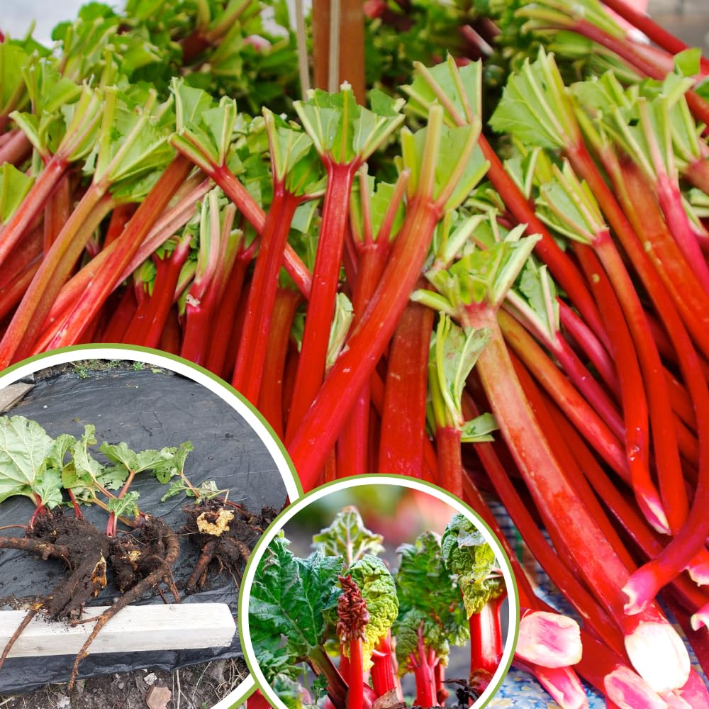 5 L Size Rhubarb Plants for Planting, Fast-Growing Rhubarb Crowns Root Division Plant, High Yield, Rich Flavor, Red Stalks