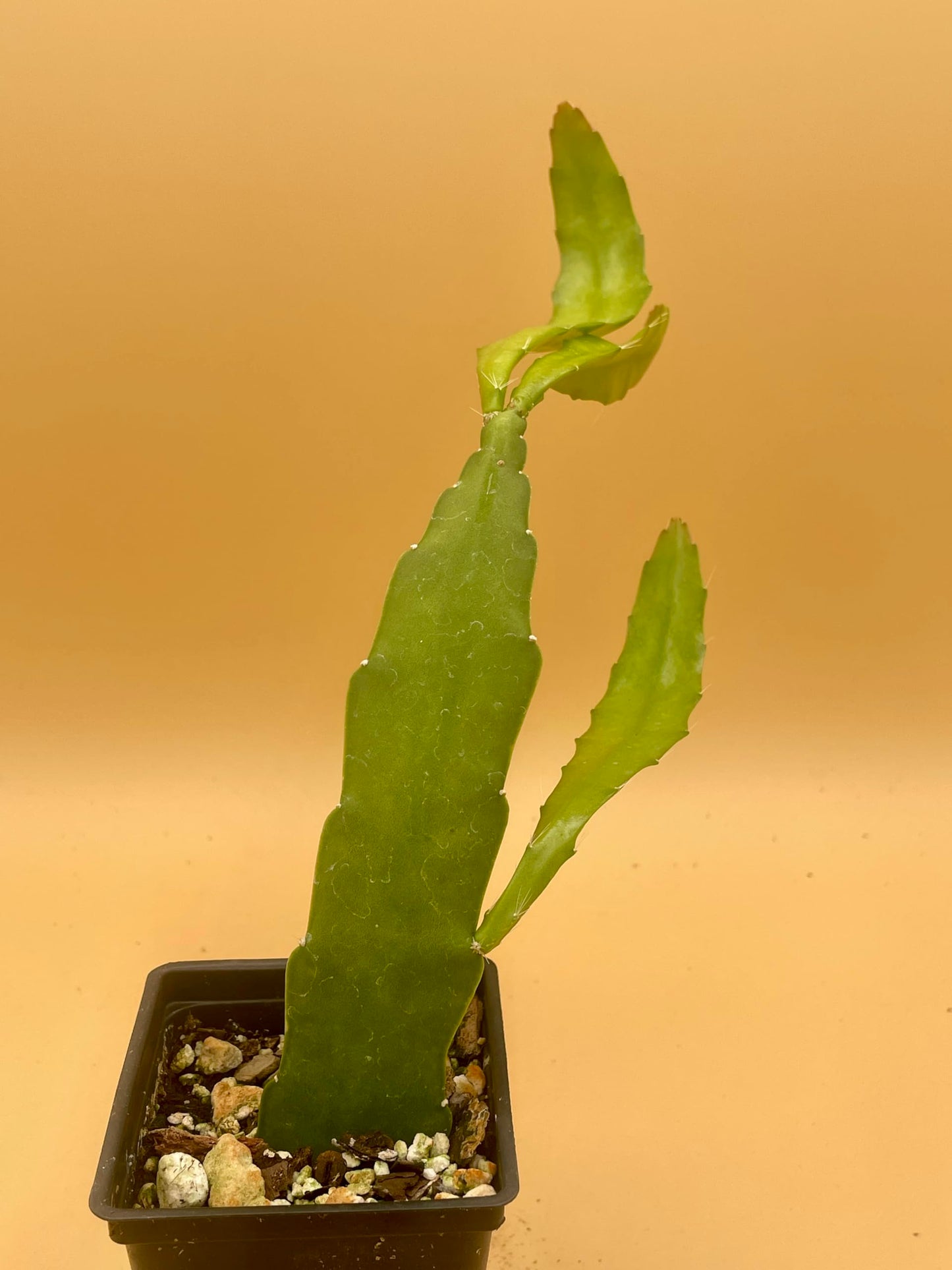 Epiphyllum 'Appeal' Fully-Rooted Starter Pot - Orchid Cactus Epiphytes - Indoor and Outdoor Plant - No Shipping to California or Arizona