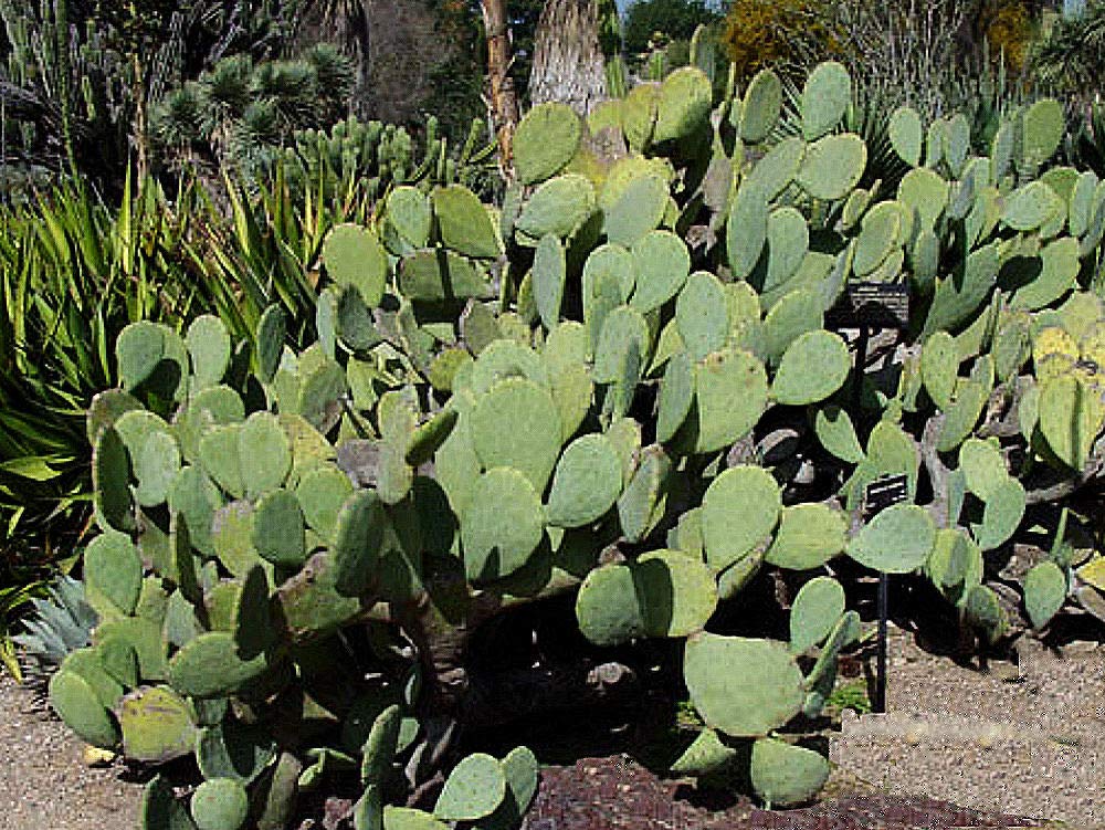 3 Pads Spineless Thornless Edible Nopales Prickly Pear Cactus Pads Opuntia Cacanapa Succulents Cutting Planting