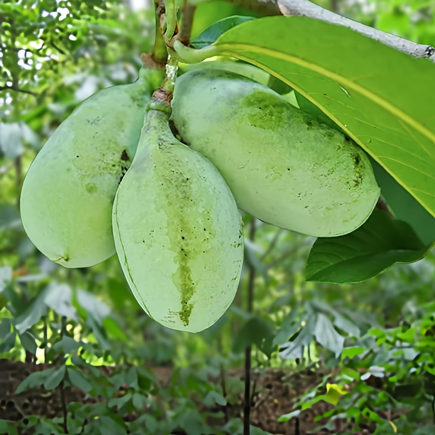 2 Paw Paw Trees Plants, Live Pawpaw Tree Plant - Banana Fruit - Asimina Triloba - Pawpaw Plants- 3.25" Pot