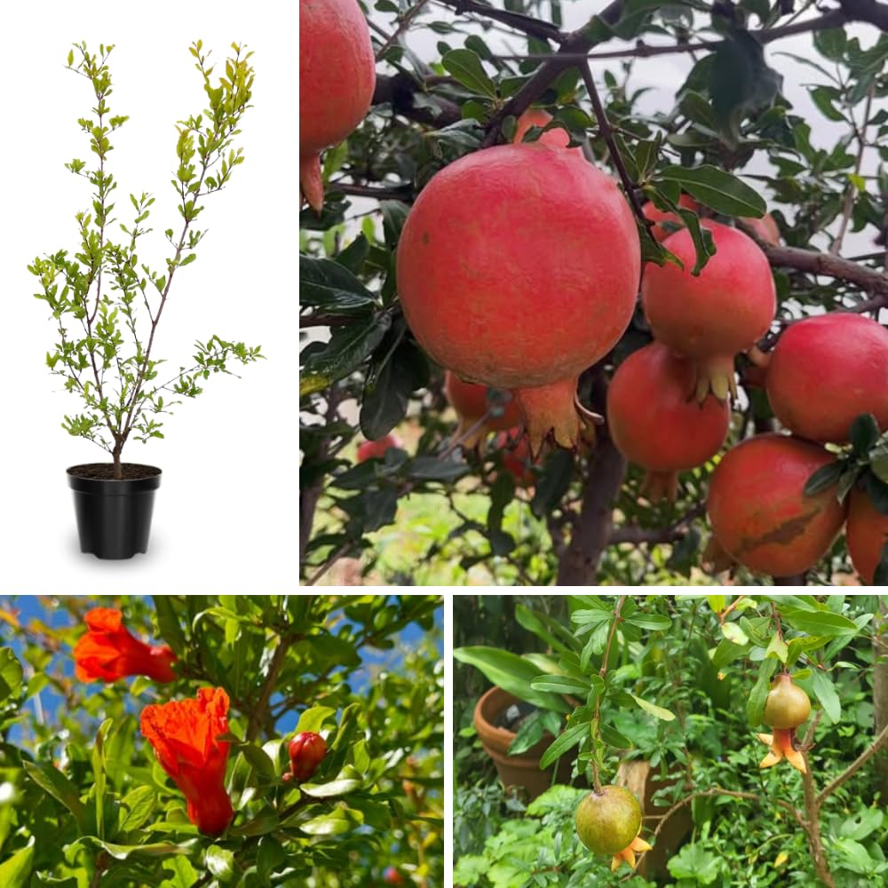 Wonderful Pomegranate Plant Live, Cold Hardy Pomegranate Tree Live Plant, 4 to 7 Inches Long, Fruit Bearing for The Patio