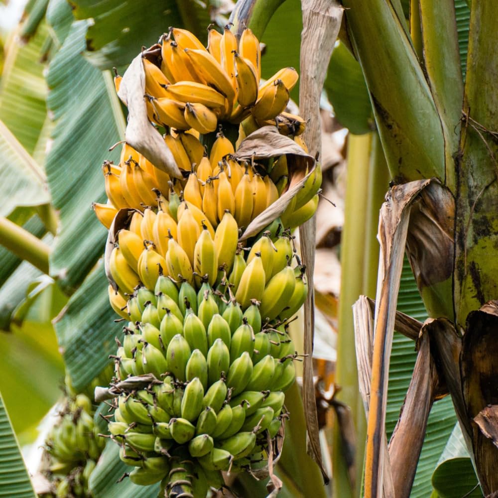 Grand Nain Banana Tree Live Plant, Banana Fruit Plant Well Rooted, 5 to 7 Inch Tall, No Pot