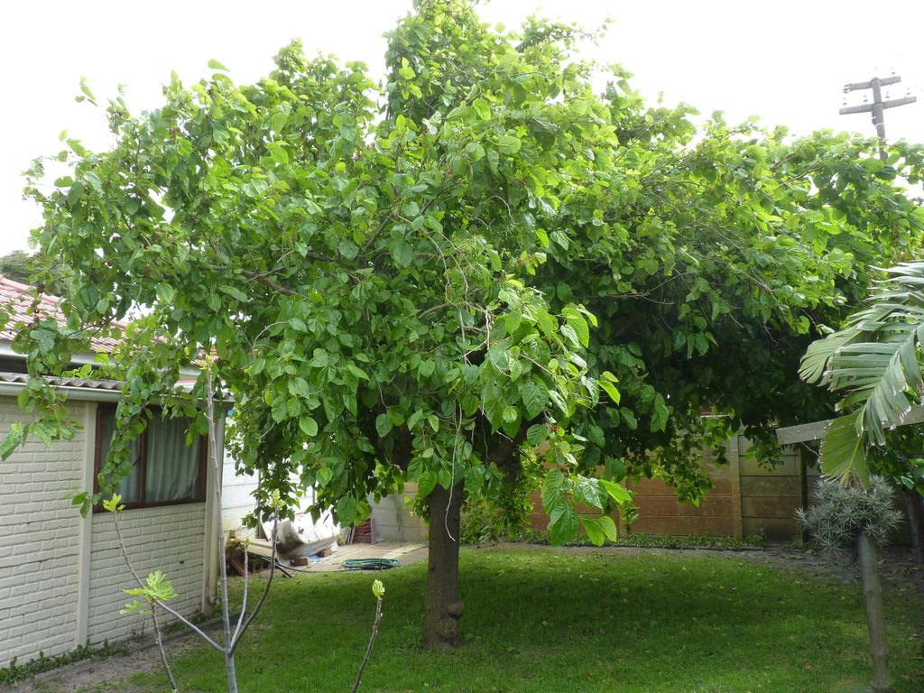 Healthy Starter Live Plants of White Mulberry Tree (Morus Alba) - Beautiful All Year Round - USDA Zones 4 to 8 (1 X Plant)