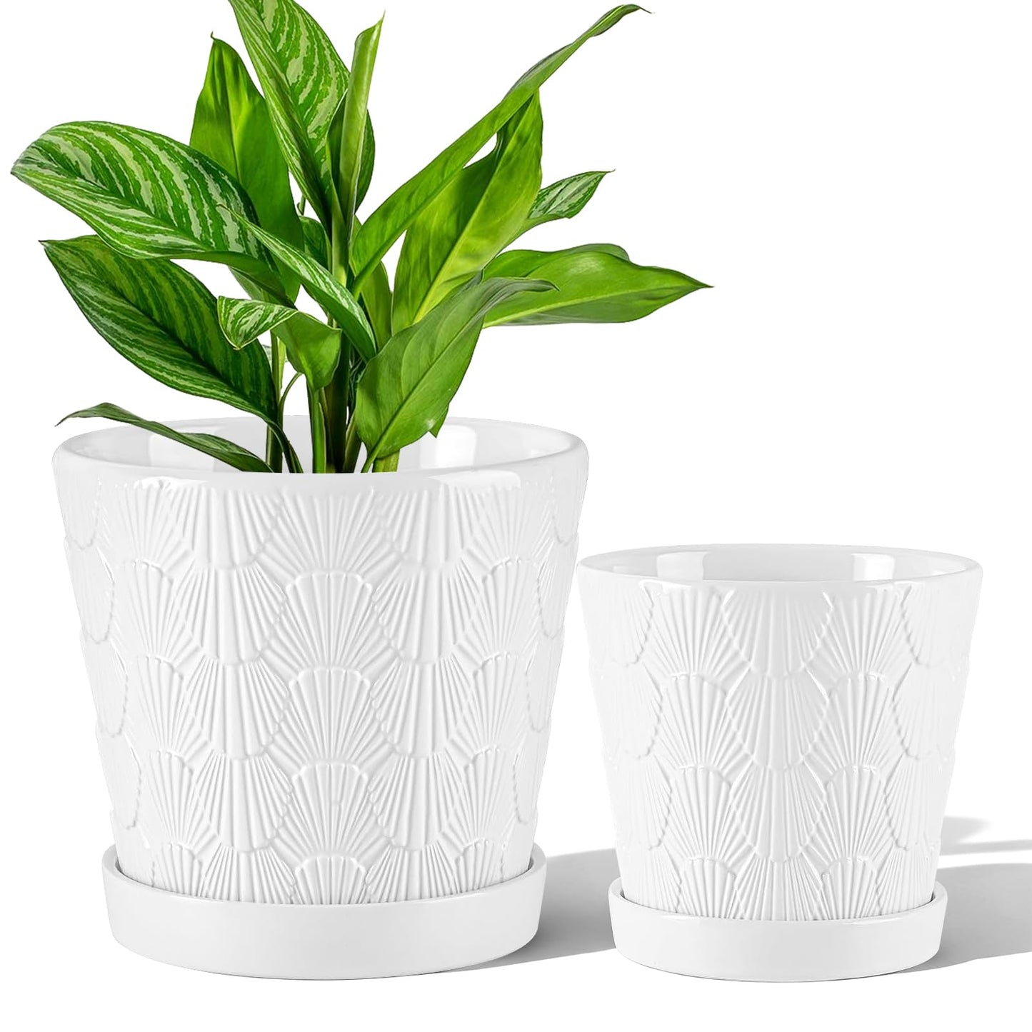 COLOAPT Ceramic Planter,5+6 Inch Ceramic Flower Pots with Drainage Hole&Tray,Embossed Seashell Design Plant pots,Planters for Indoor Plants Succulent Cactus,Flower Pot Home Decor-Set of 2,White