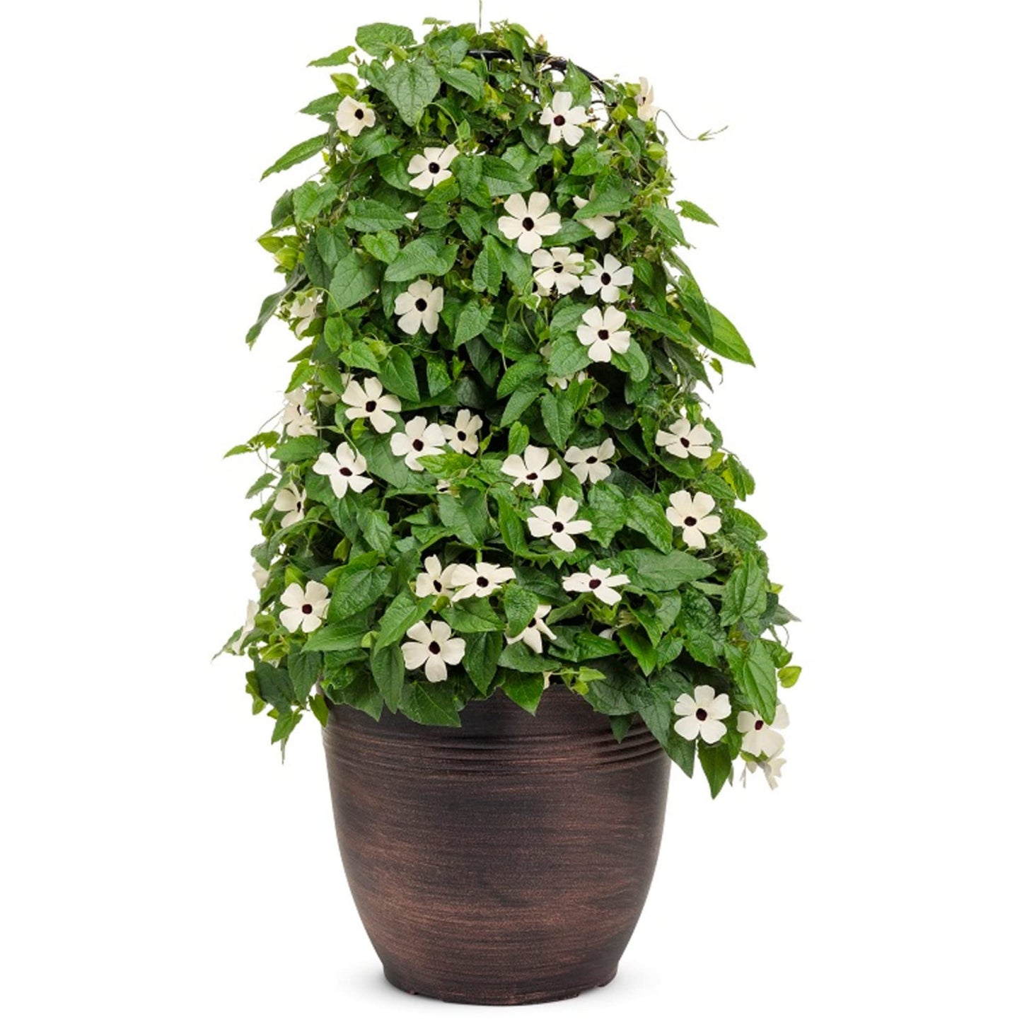 Park Seed White Black-Eyed Susan Vine Thunbergia – Elegant Black and White Blooms on a 5–8 Ft. Twining Vine, Long-Blooming Annual for Trellises, Mailboxes, and Containers – Pack of 25