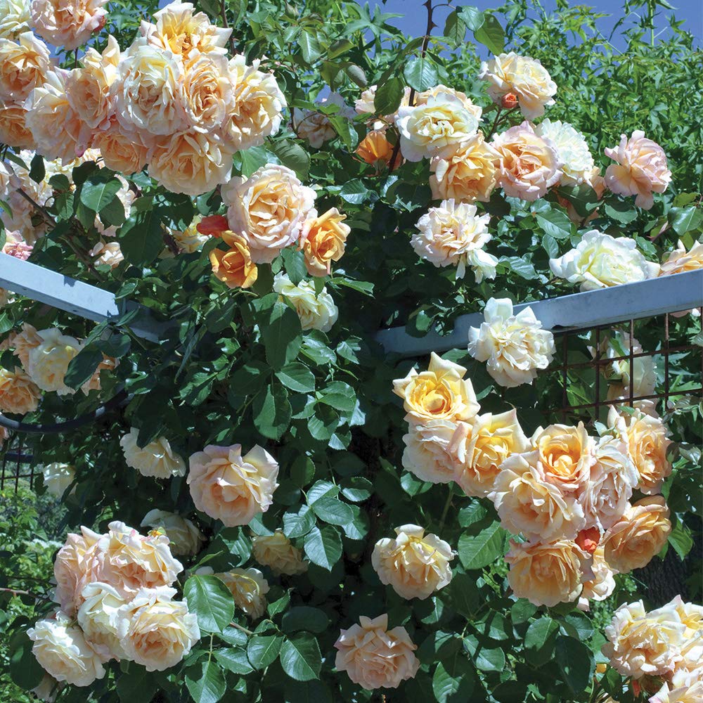 Heirloom Climbing Roses, Live Own Root Plant for Outdoor Garden, Garden Sun™, Lightly Fragrant, Hardiness Zones 5-10, Repeat Blooming