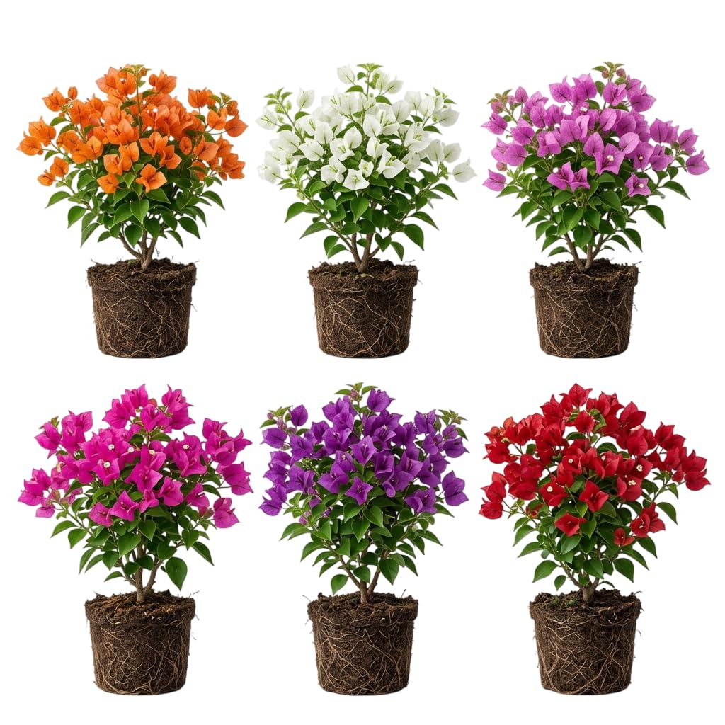 4 Mixed Colors Bougainvillea Vine Paperflowers Plants Climbing Flowers Bougainvillea Flowers Vine Plants 4-6 Inch Tall