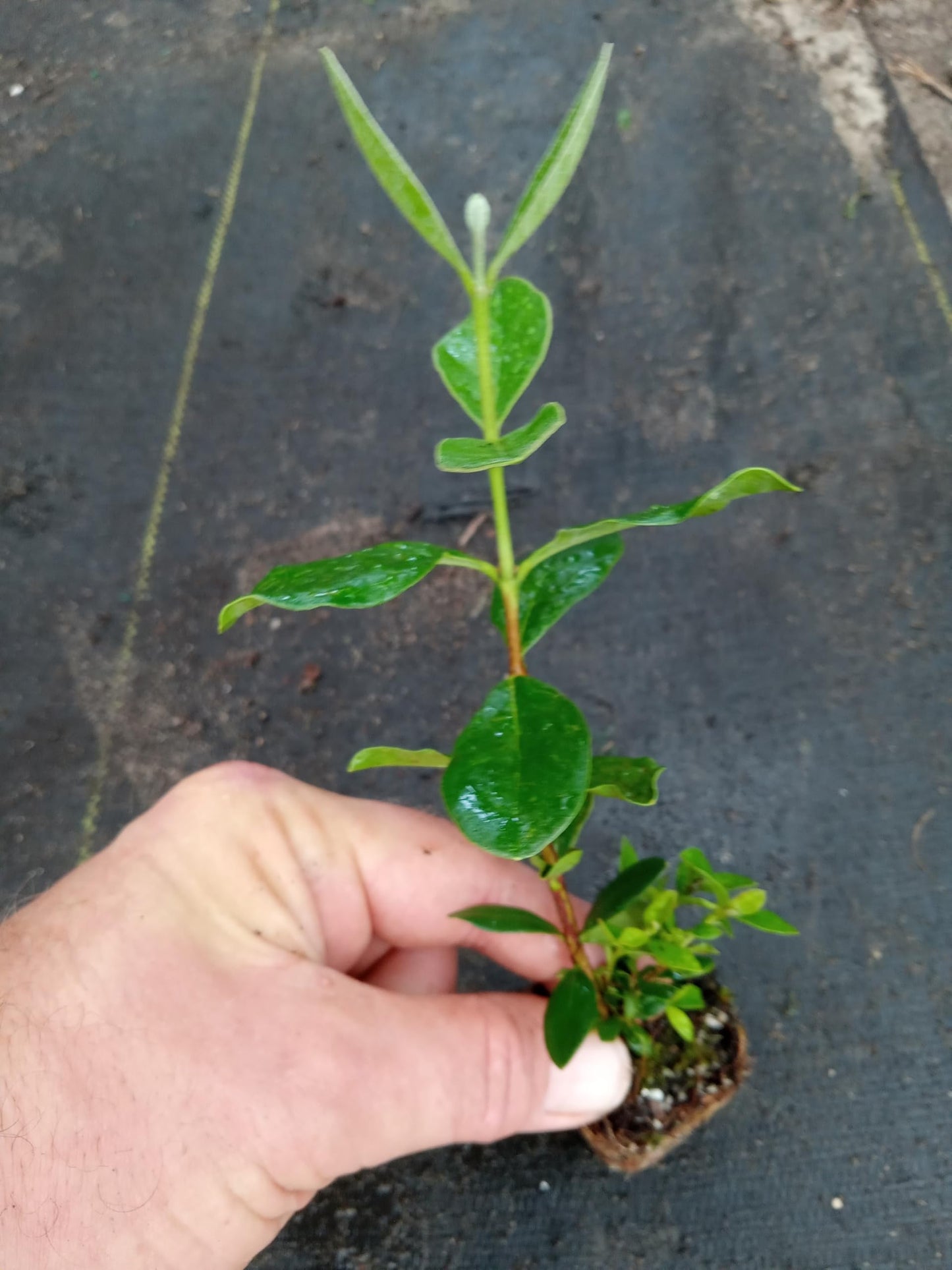 Live Pineapple Guava Plant – 4-6 Inches Tall – Exotic Fruit Tree with Fragrant Flowers & Sweet Tropical Fruit – Thrives in Gardens & Containers - Feijoa Sellowiana - Edible Fruit and Flowering Foliage