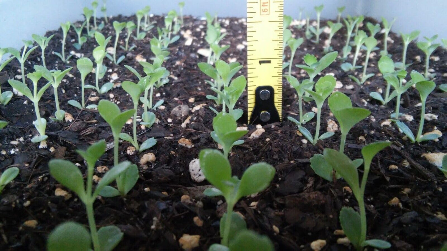 5 Seedling with Roots of Mexican Hat Plant, Kalanchoe, Mother of Thousands-Kalanchoe Daigremontiana-Mexican Hat Live Plant