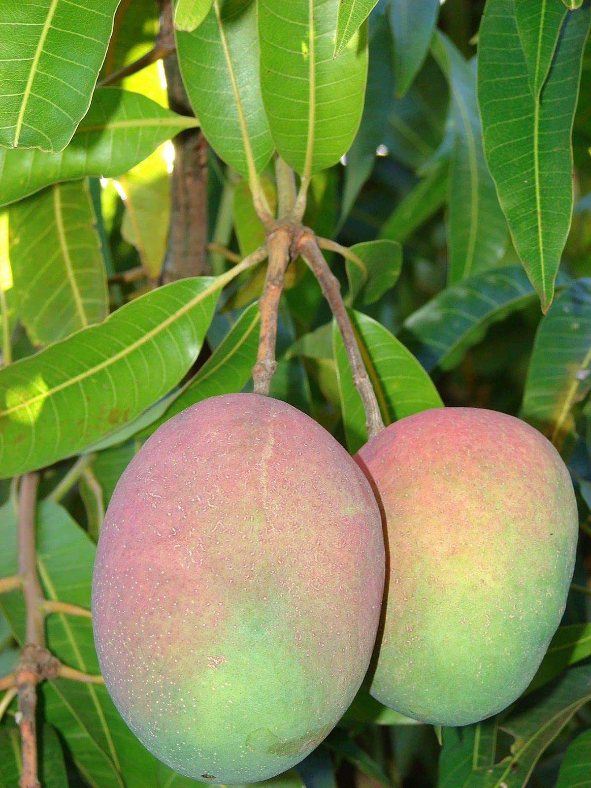 Mango Tree - Live Fruit Tree in a 3 Gallon Pot - Mangifera Indica 'Jahangar' - Tropical Edible Fruit Bearing Tree