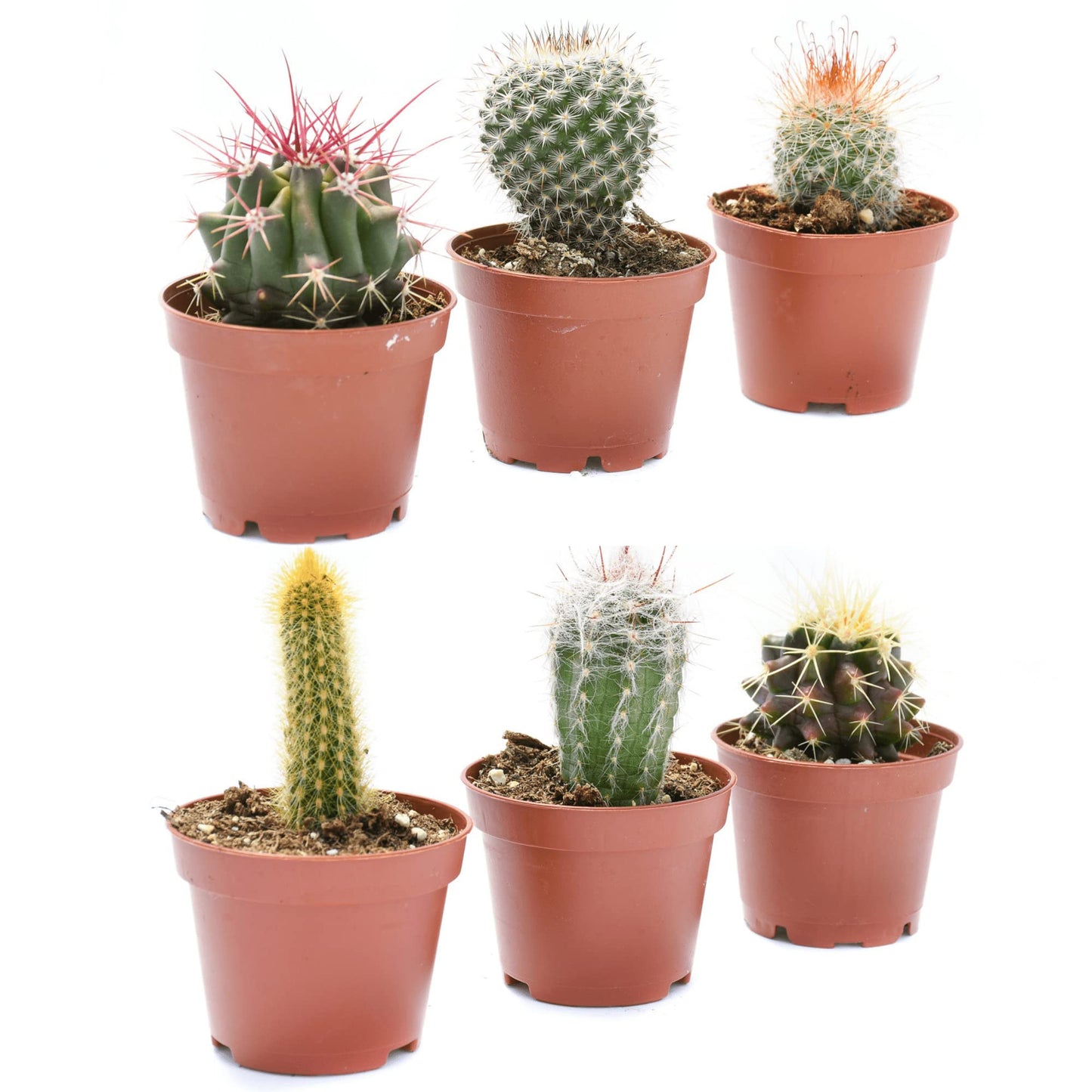 Cactus Plants Live – Small Assorted 2-Inch Cactus Plants – Fully Rooted Potted Cactus Plants – Live Cactus Plant Set (6)