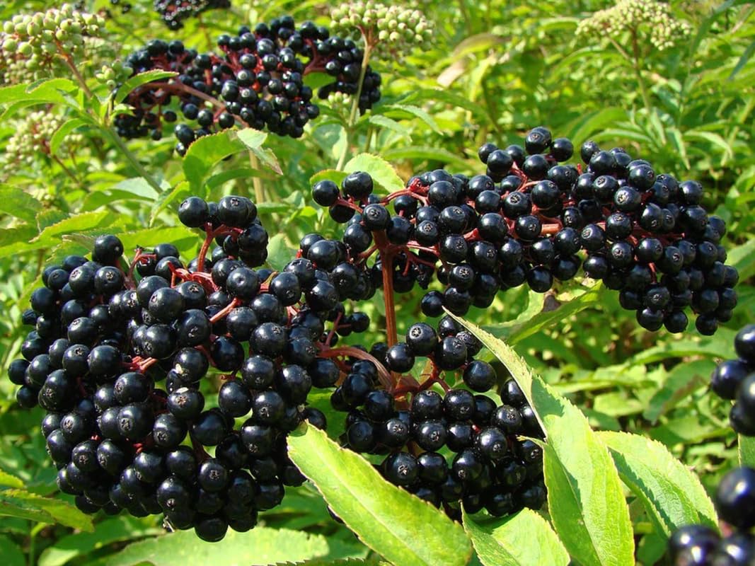 2 American Elderberry Trees Live Plants for Planting 6-12 Inch Tall, Black Elderberry Bush Live Plants, Sambucus Canadensis Elderberry Plants Live, Sweet Elderberries Fruit Trees, Bareroots