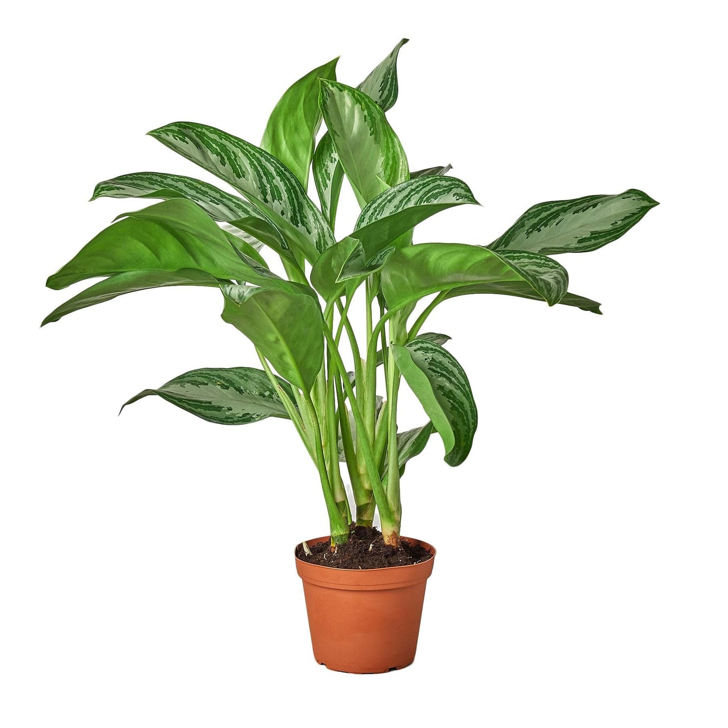 9 Pack Chinese Evergreen 'Silver Bay' in 6in Pot - Live Plants Tropical Houseplants | Variegated | USA Growers | The Snobby Leaf