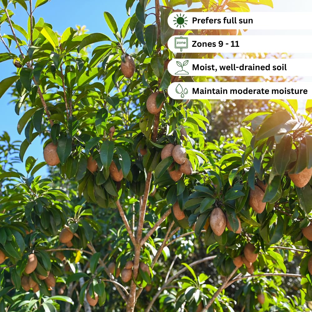 Live Sapodilla Tree, Sapodilla Tree Live Plant, 2-3 Ft Tall, 3 Gallon Pot, Tropical Fruit Plant, Sweet Edible Fruit, Ideal for Outdoor Garden, No Ship to CA