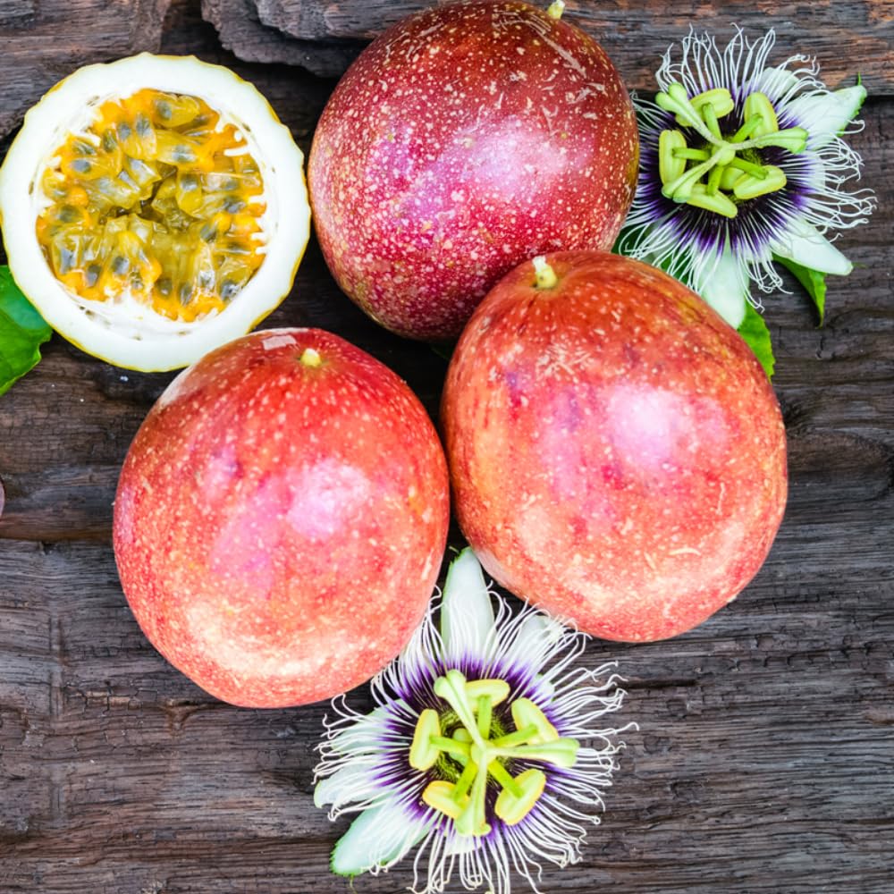 Red Passion Fruit Vine Plant Live, Perennial Tropical Fruit Tree for Garden or Trellis, 5-10 Inches Tall, Passionfruit Seedling