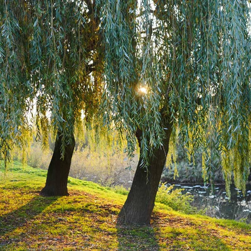 Set of 2 Weeping Willow Bare Root Trees, 1-2 Feet Tall Dormant Live Willow Plants, Fast-Growing Cold-Hardy Shrubs for Outdoor Landscaping