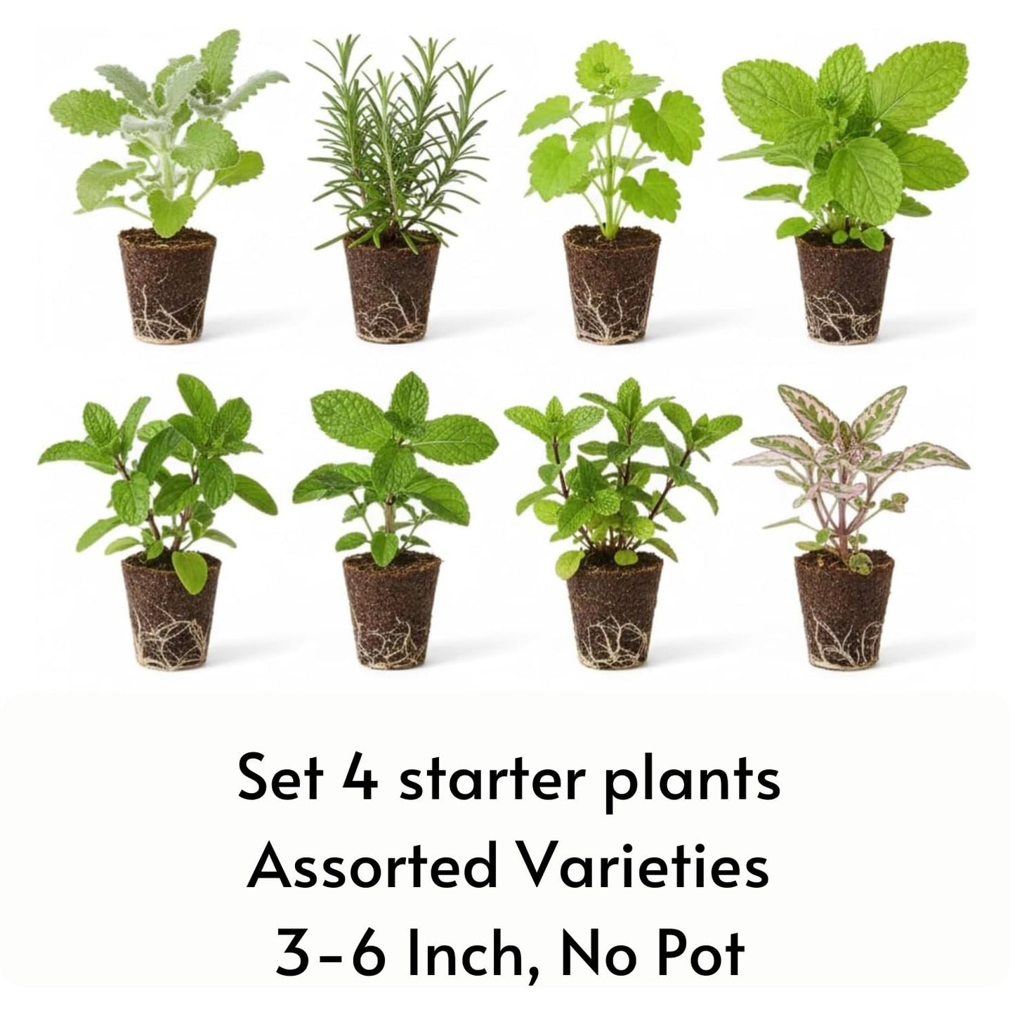 Set of 4 Assorted Herb Plants, 3-6 Inch Live Fragrant Herbs for Garden, Kitchen - Rosemary, Mint, Oregano, Basil, Lavender and More, Herb Bare Roots, Easy to Care