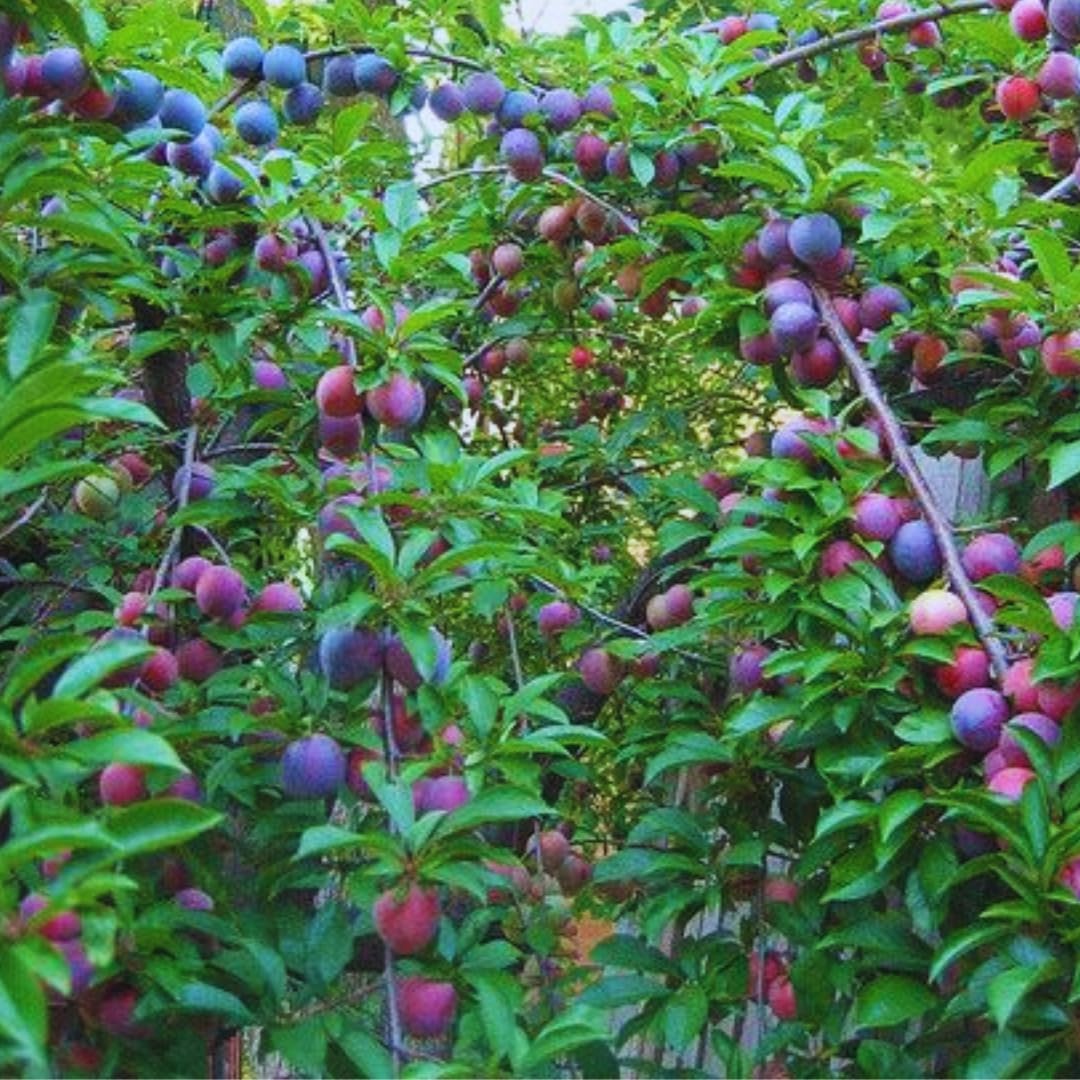 Grafted Plum Tree Live Plant Ready to Bear Fruit, 2-3 Ft Tall in 3 Gallon Pot, No CA, Spring Planting, Fast-Growing and High Yielding (Santa Rosa)