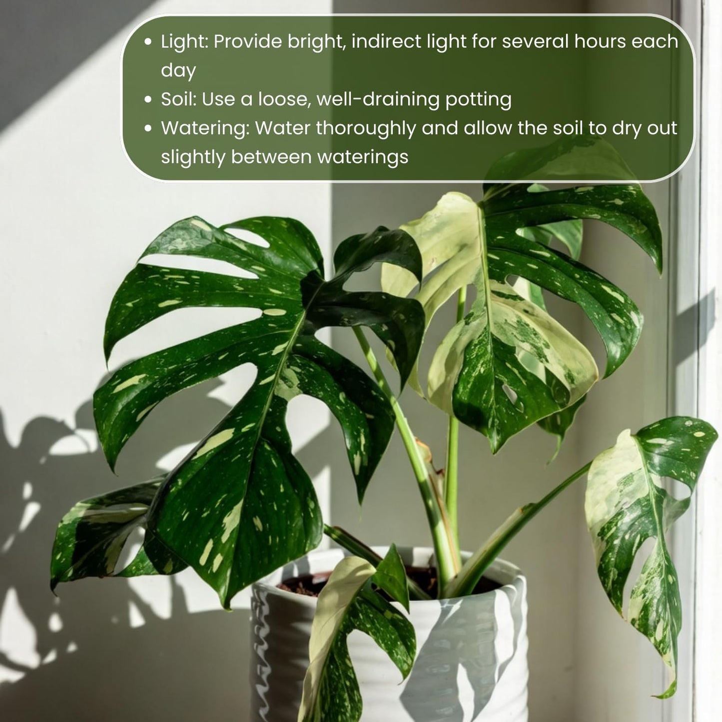 Constellation Monstera Plant, Rare Variegated Monstera Live Plant, Philodendron Houseplant for Indoor Growing, 4 to 6 Inc Tall