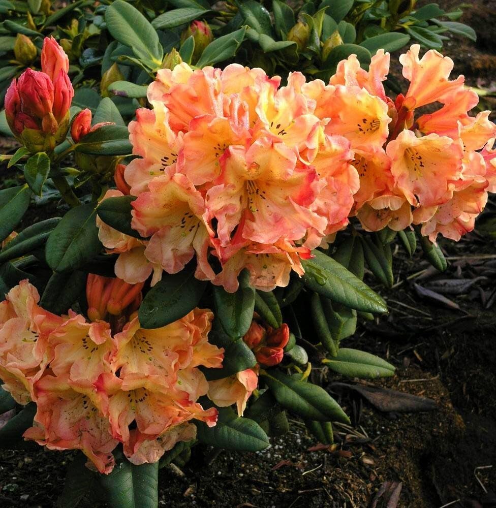 Live Plant - Honey BUTTERAzalea Rhododendron Deciduous Starter Planta Beautiful Color