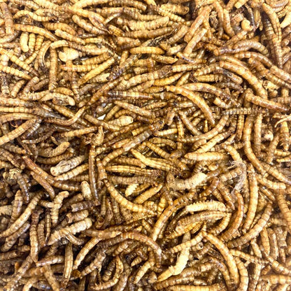 Dried Mealworms 2kg Premium Insectivorous Wild Bird Food