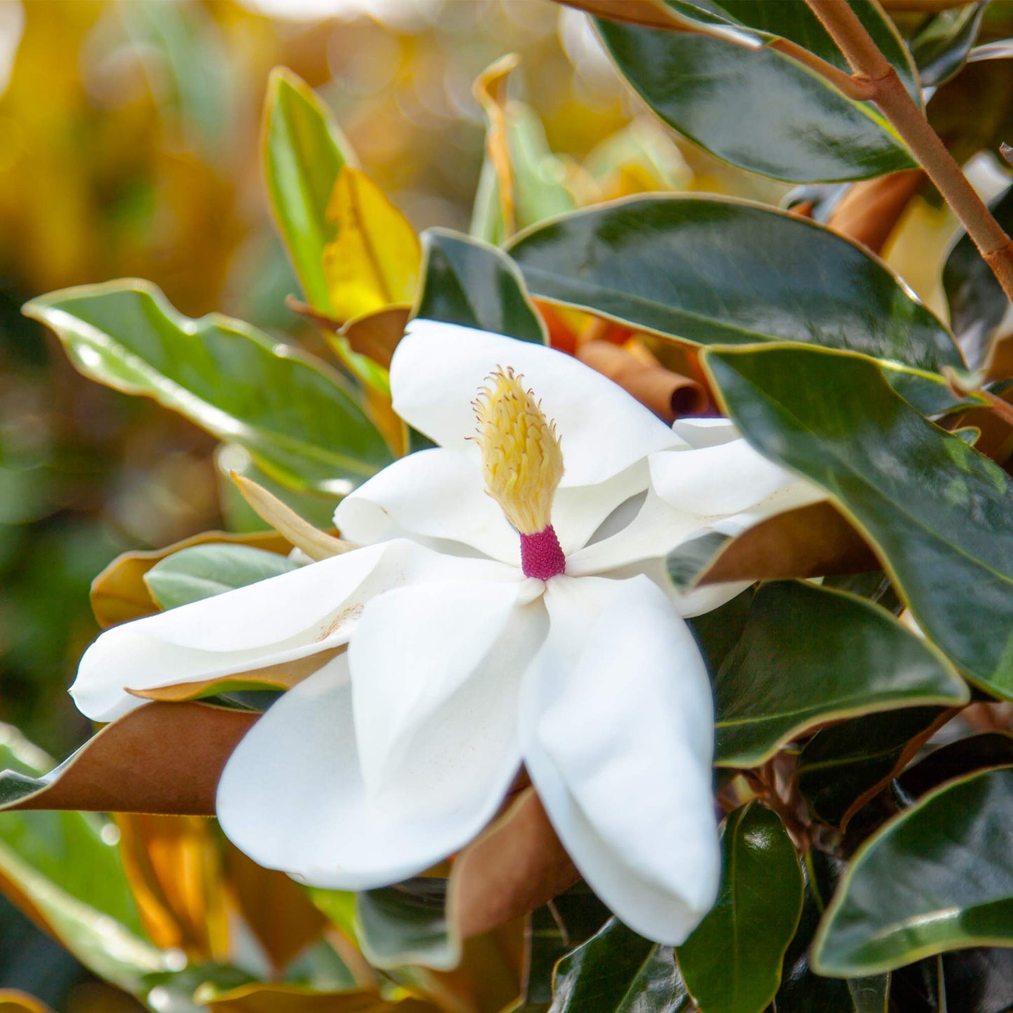 PERFECT PLANTS Bracken's Brown Magnolia Live Plant, 1-2', Includes Care Guide