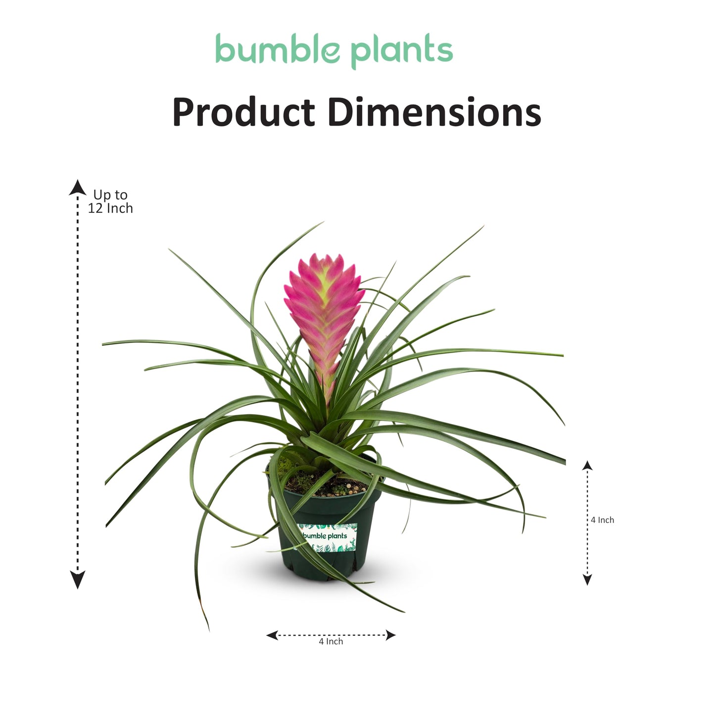 Bumble Plants Tillandsia Cyanea 'Pink Quill' Bromeliad Live Plants [Winter Thermal Packaging Included] | Vibrant Indoor Air Plant with Long-Lasting Pink Bracts& Purple-Blue Blooms, Pet-Friendly
