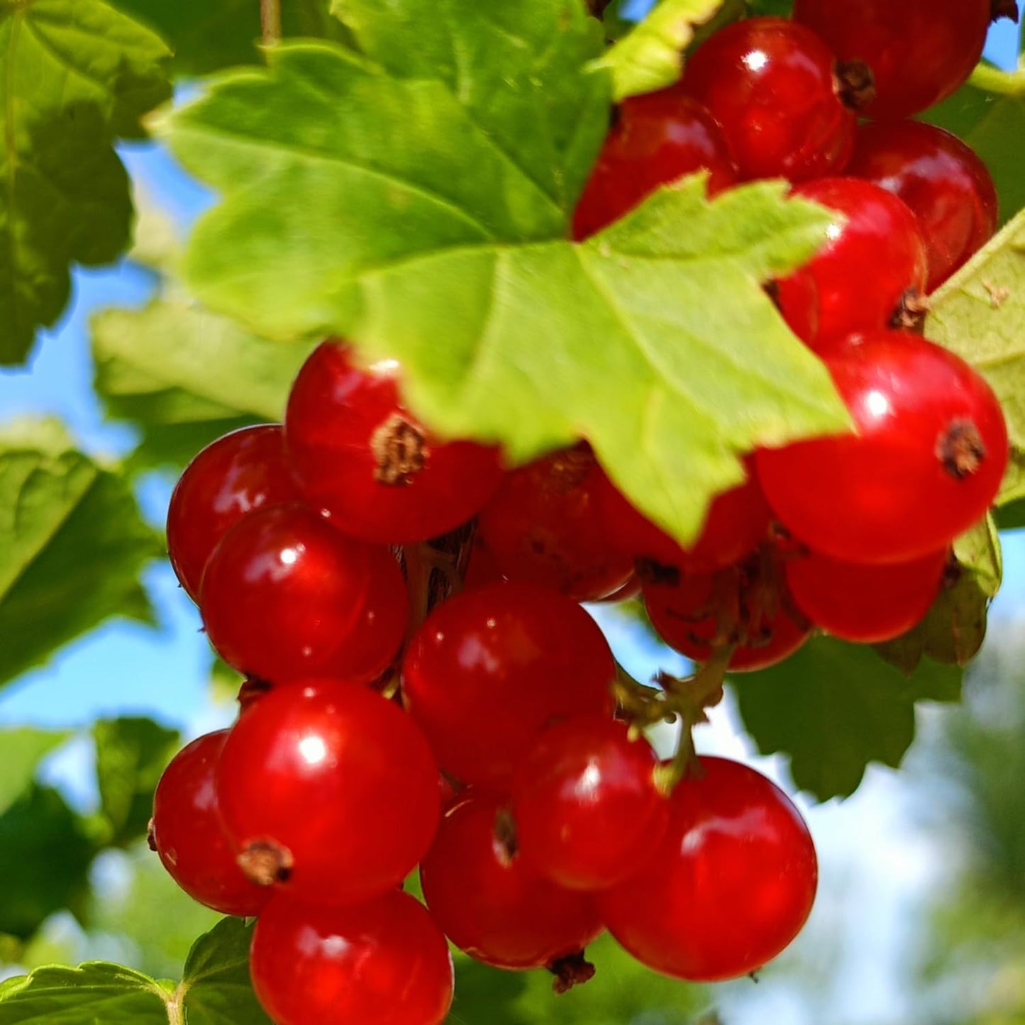 Live Currant Bush Plant Fast Growing, Ready Bear Fruit Within 1 Year - No NC, WV, NH, 6-14" Tall, Great for Backyard or Orchard Growing, Currant Plant (Red)