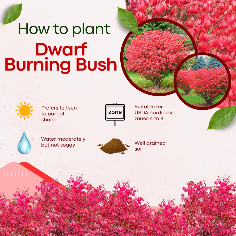Dwarf Burning Bush Live Plant in Quart Pot, Red Burning Bush Shrubs for Outdoor Planting, 6 to 10 Inches Tall, Perennial Vibrant Bushes