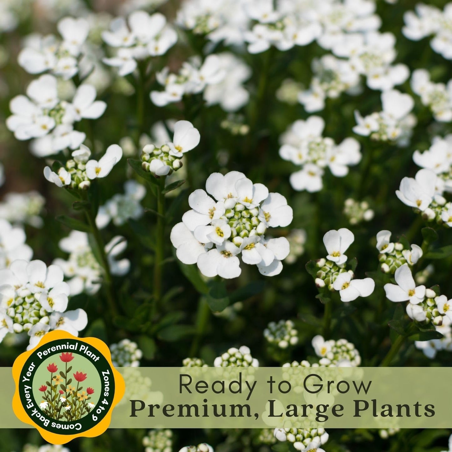 Clovers Garden Candytuft (Iberis) Plants - Two (2) Live Plants – Non-GMO - Not Seeds - Each 4" to 8" Tall – in 4" Inch Pots – Perennial, Pollinator Favorite, Great for Edging & Rock Gardens