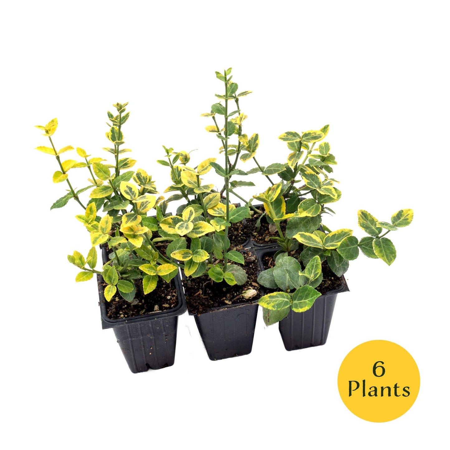 6 Green ‘n’ Gold Euonymus – Variegated Evergreen Shrub for Groundcover, Borders & Low Hedges (Euonymus fortunei ‘Emerald ‘n’ Gold’) in 3.5″ Cubes, Live Plants
