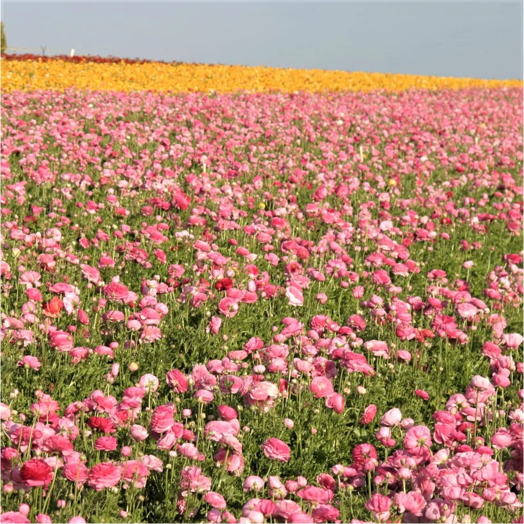 25 Pink Ranunculus Bulbs for Planting - Buttercup Flower Bulb Value Bag - Plant in Gardens, Containers & Flowerbeds - Easy to Grow Fall Perennial Flowers Bulbs by Willard & May