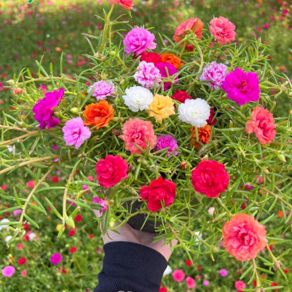 Portulaca Moss Rose Plants Live, 4 to 6 Inc Tall, Live Moss Rose Plant, Mix Portulaca Flower Ground Cover Plant