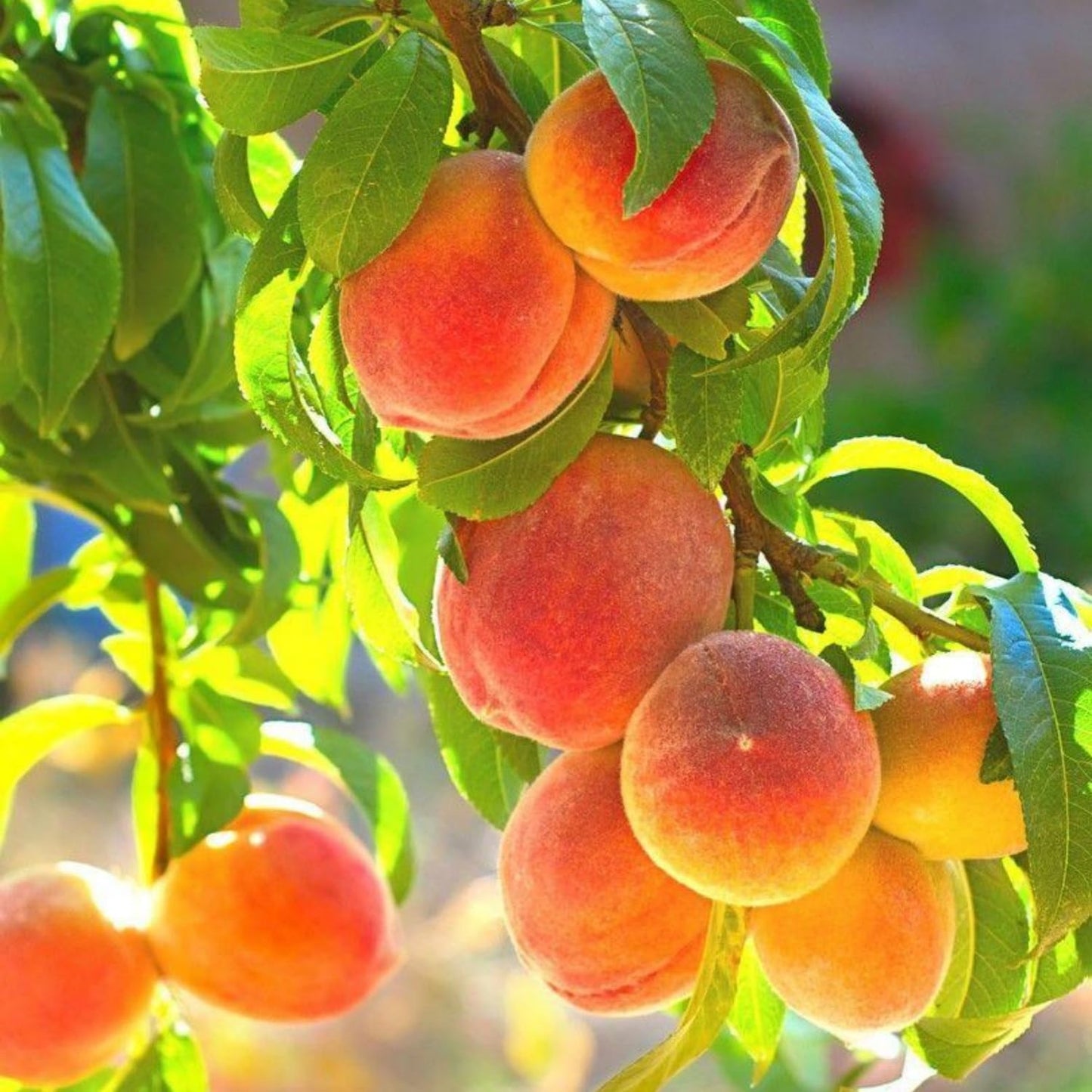 5+ Nemaguard Peach Fruit Tree Seeds for Planting Outdoor - Perennial Fruit Seeds Peach Tree Seeds Non GMO & Heirloom Seeds
