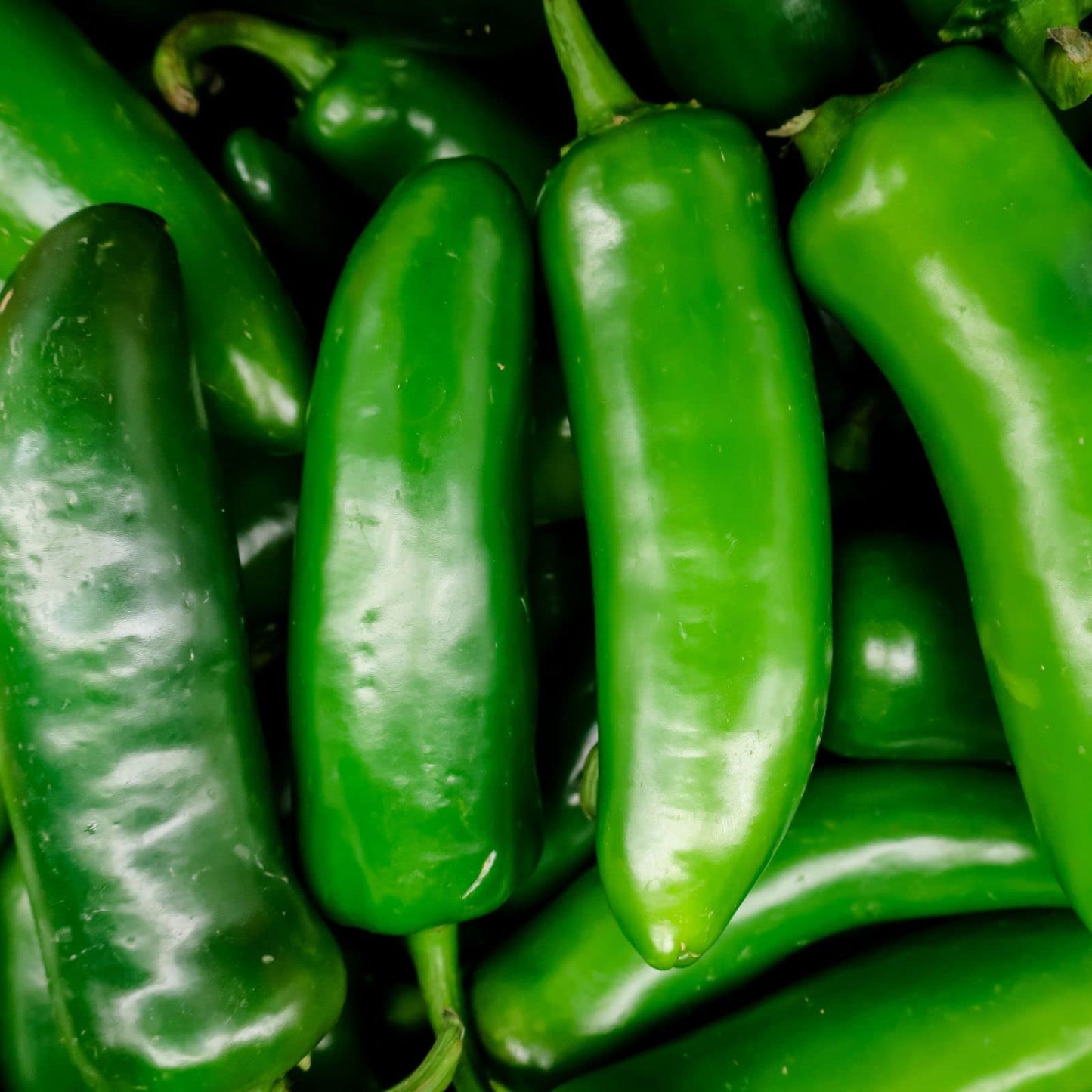 Clovers Garden Jalapeno Megatron Pepper Plants– Two (2) Live Plants – Non-GMO - Not Seeds - Each 4" to 8" Tall – in 4" Inch Pots – Mild Heat, Jumbo Fruit