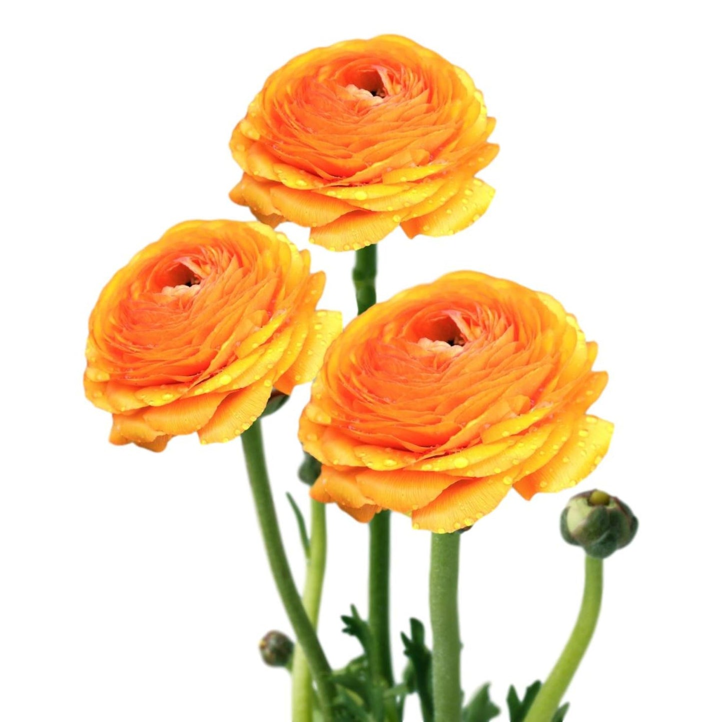 Easy to Grow Gold Ranunculus 10 Flower Bulbs - Spring Golden Orange-Yellow Tecolote Buttercup Blooms in Sun, Carlsbad Flower Fields, Great for Cutting
