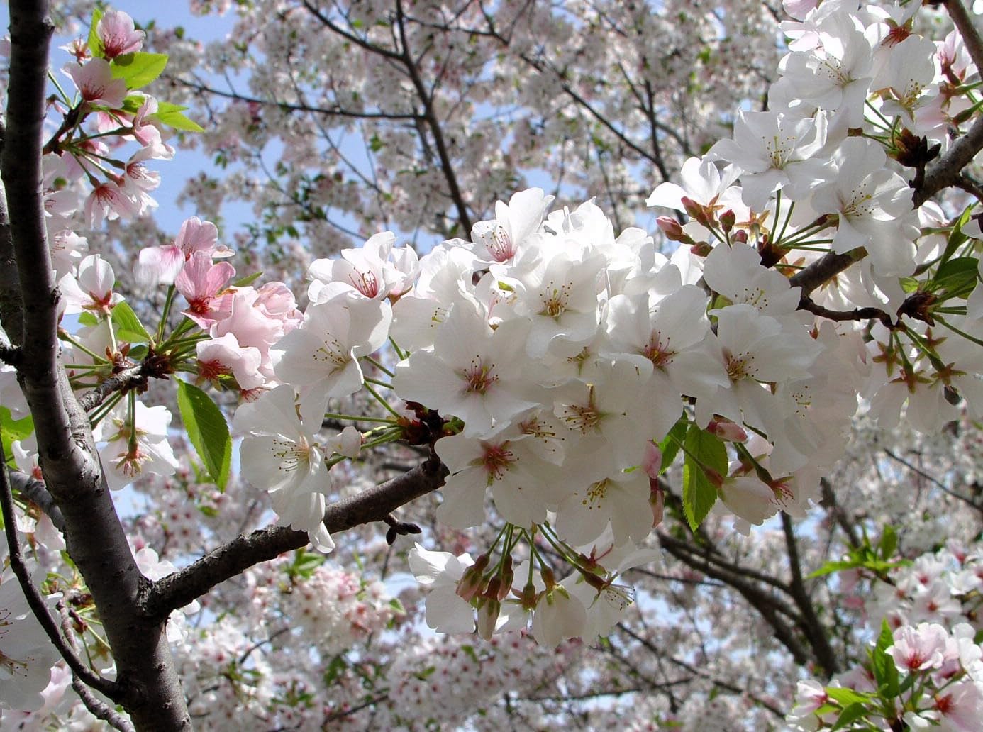 2 Snowgoose Flowering Cherry Trees Live Plants 2" Pot - Not Ship to CA