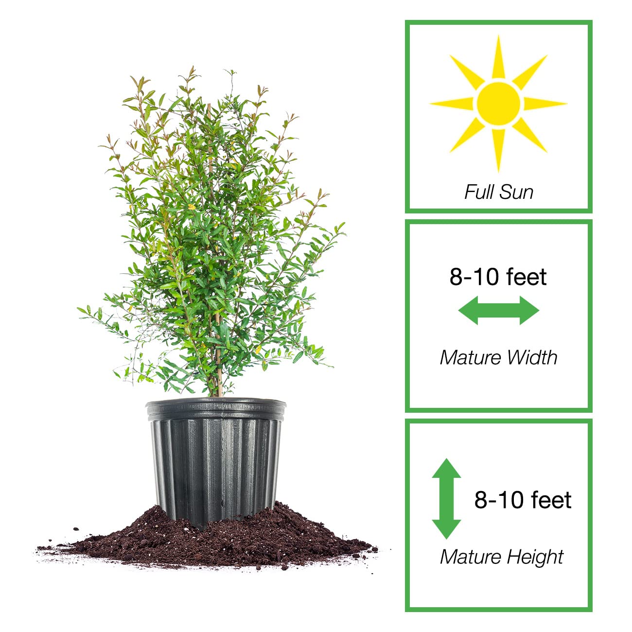 Russian Pomegranate in a 3 Gal. Grower's Pot | Cold Hardy Drought Tolerant | Yields Large Delicious Fruit | Real Dwarf Fruiting Tree