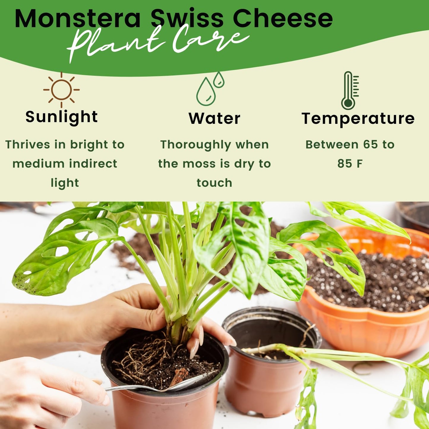 Monstera Adansonii Swiss Cheese Plant Live in 4Inch Pot - Split Leaf Fenestrated Live Indoor Houseplants for Home Office Wedding Decorations & Birthday Gift (Heat Pack Included)