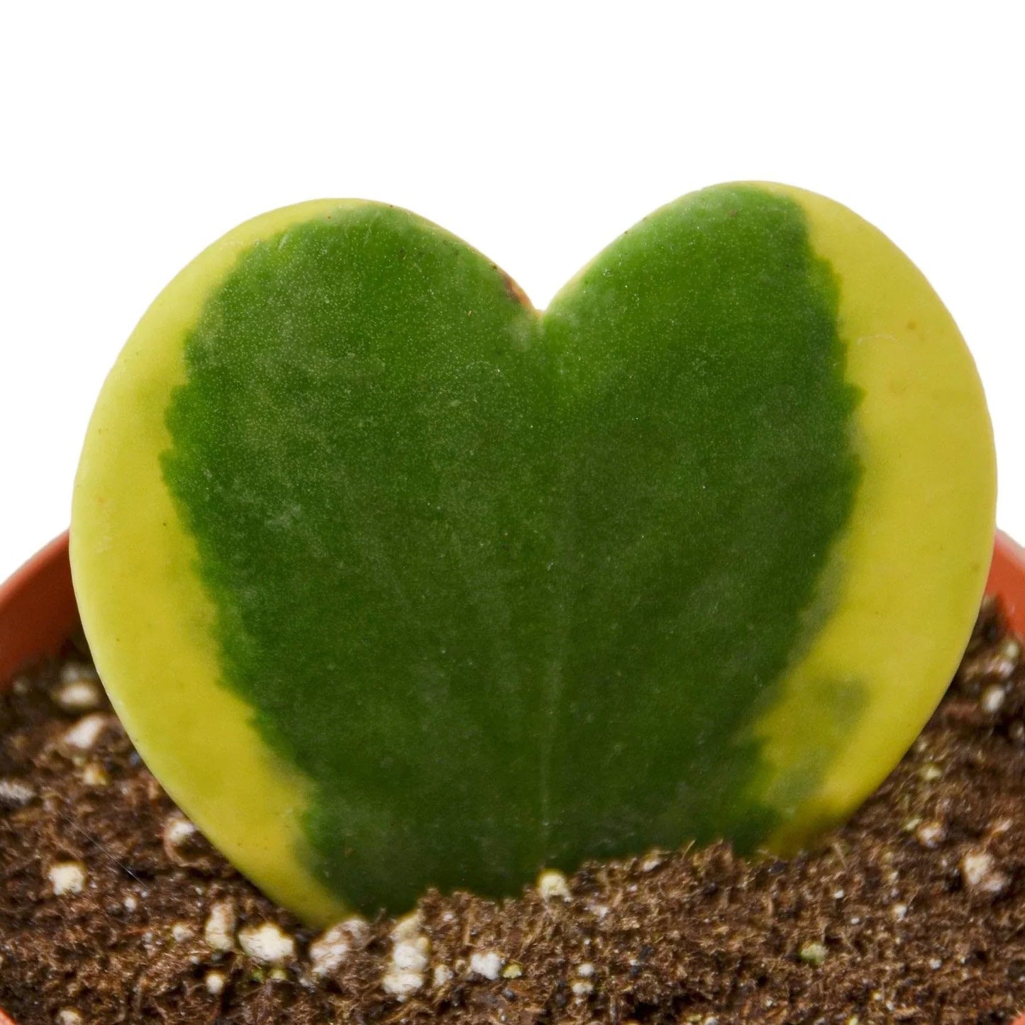 Hoya 'Sweetheart Variegated' | Live Plant for Indoor & Outdoor | for Living Room, Office, Bathroom | (3" Pot)
