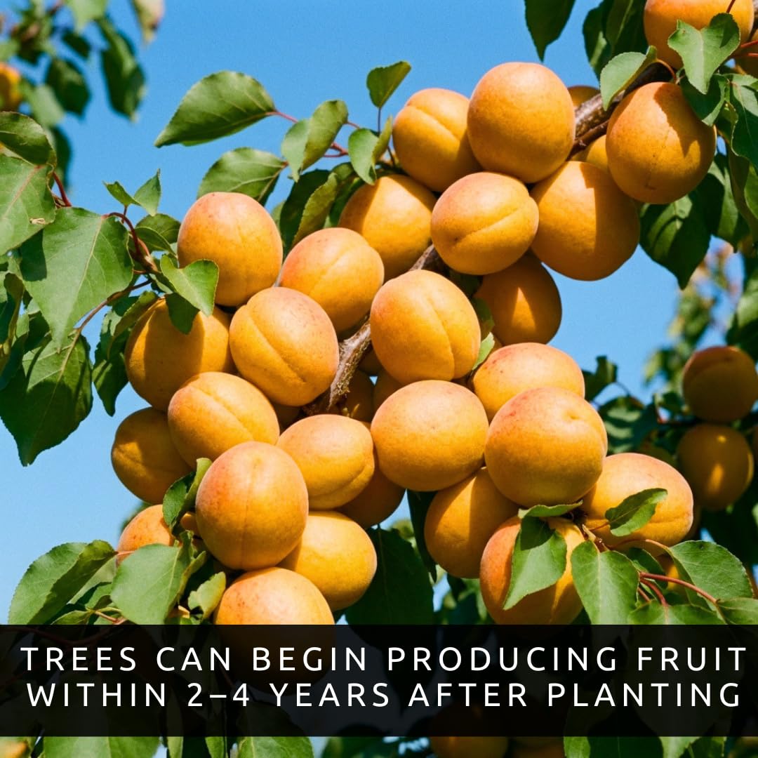 5 Apricot Tree Seeds for Planting (Prunus armeniaca) – Grow Sweet Fruit Trees at Home, Spring Blossoms, Summer Harvest, Heirloom Seeds for Garden, Backyard Orchard Starter