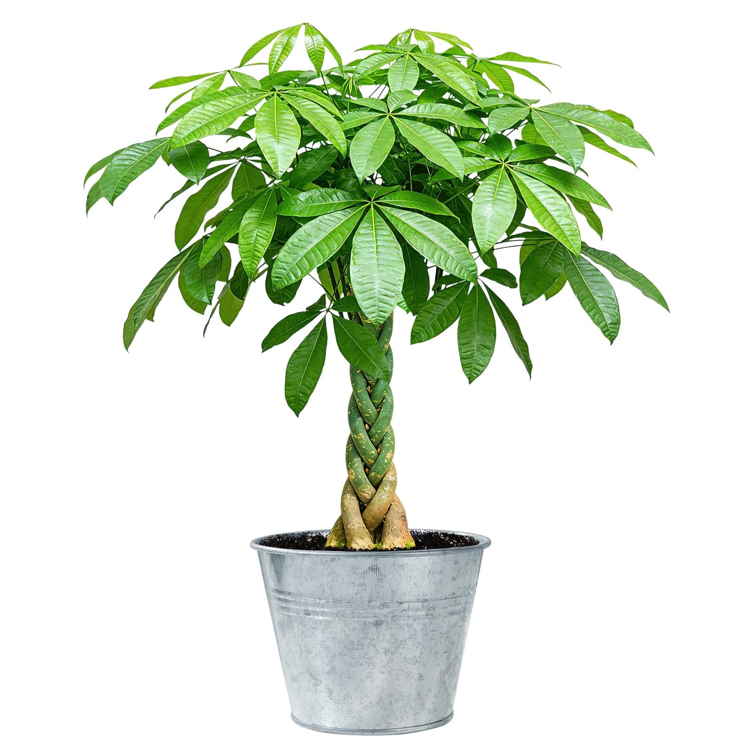 Live Plants Money Tree in 4" Matte Gray Pot, Easy to Grow Houseplant, Indoor Bonsai, Home Office Decor, Birthday Housewarming Gift