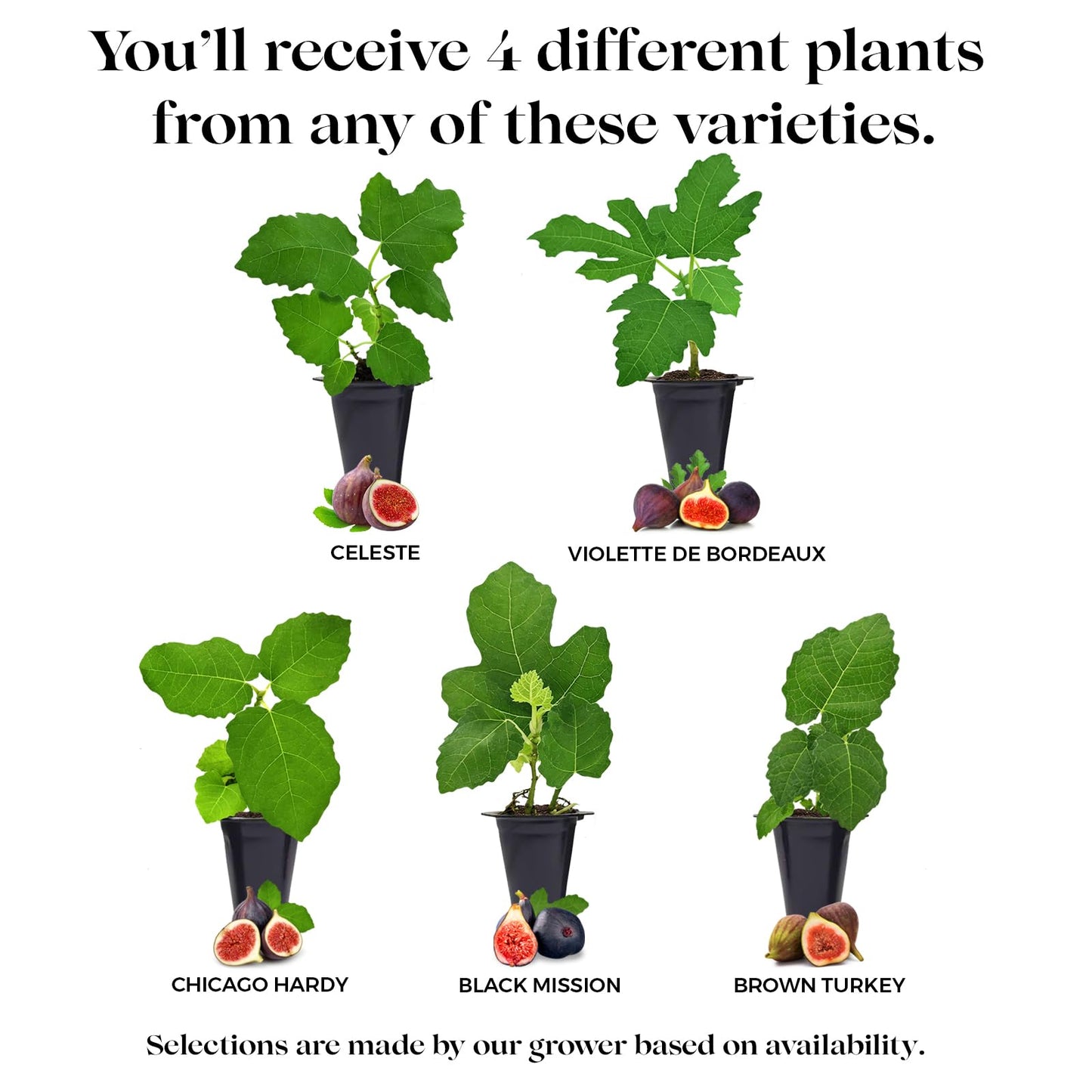 Fig Tree Collection (4 Pack) Edible Fruit Plant from Our Optimal Picks | Easy to Grow Plants for Sustainable Living | Grow Your own Food on Your Edible Organic Garden | Live for Planting | No Seeds