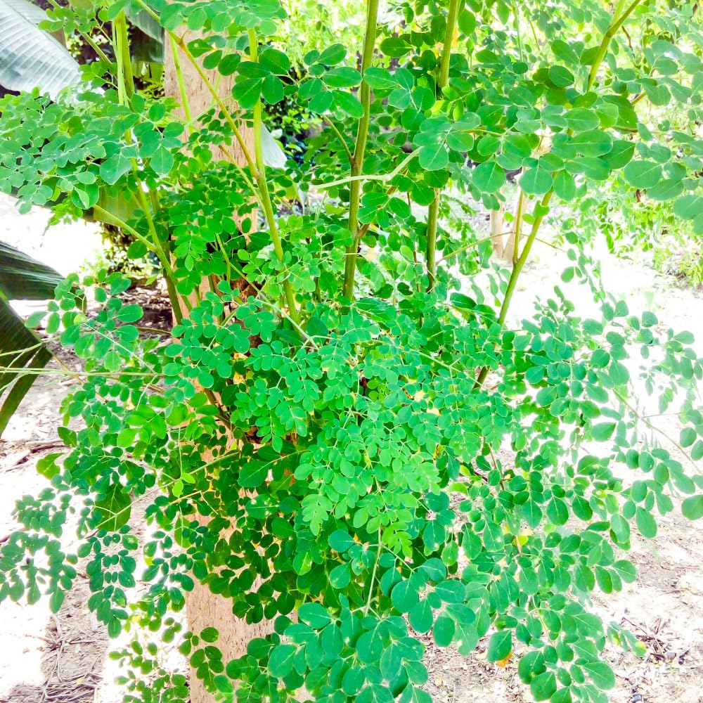 Moringa Plant Live in 4 Inch Pot, Moringa Oliefera Tree Live Plant from 4 to 7 Inches Tall for Outdoor Planting