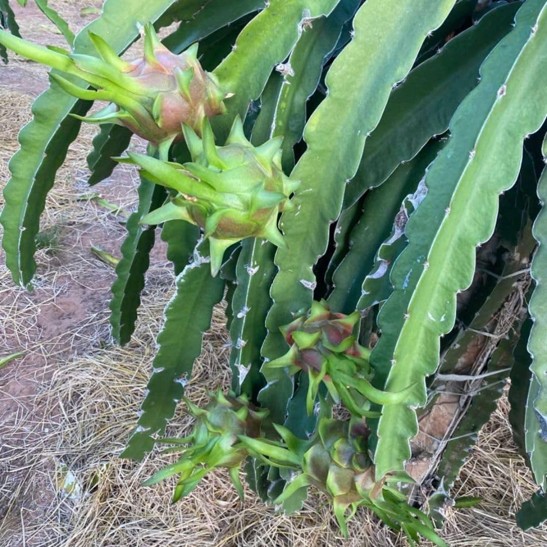 4" Red Dragon Fruit Live Plant, Tropical Dragon Fruit Live Plant in Pot, Tropical Tree for Planting Garden