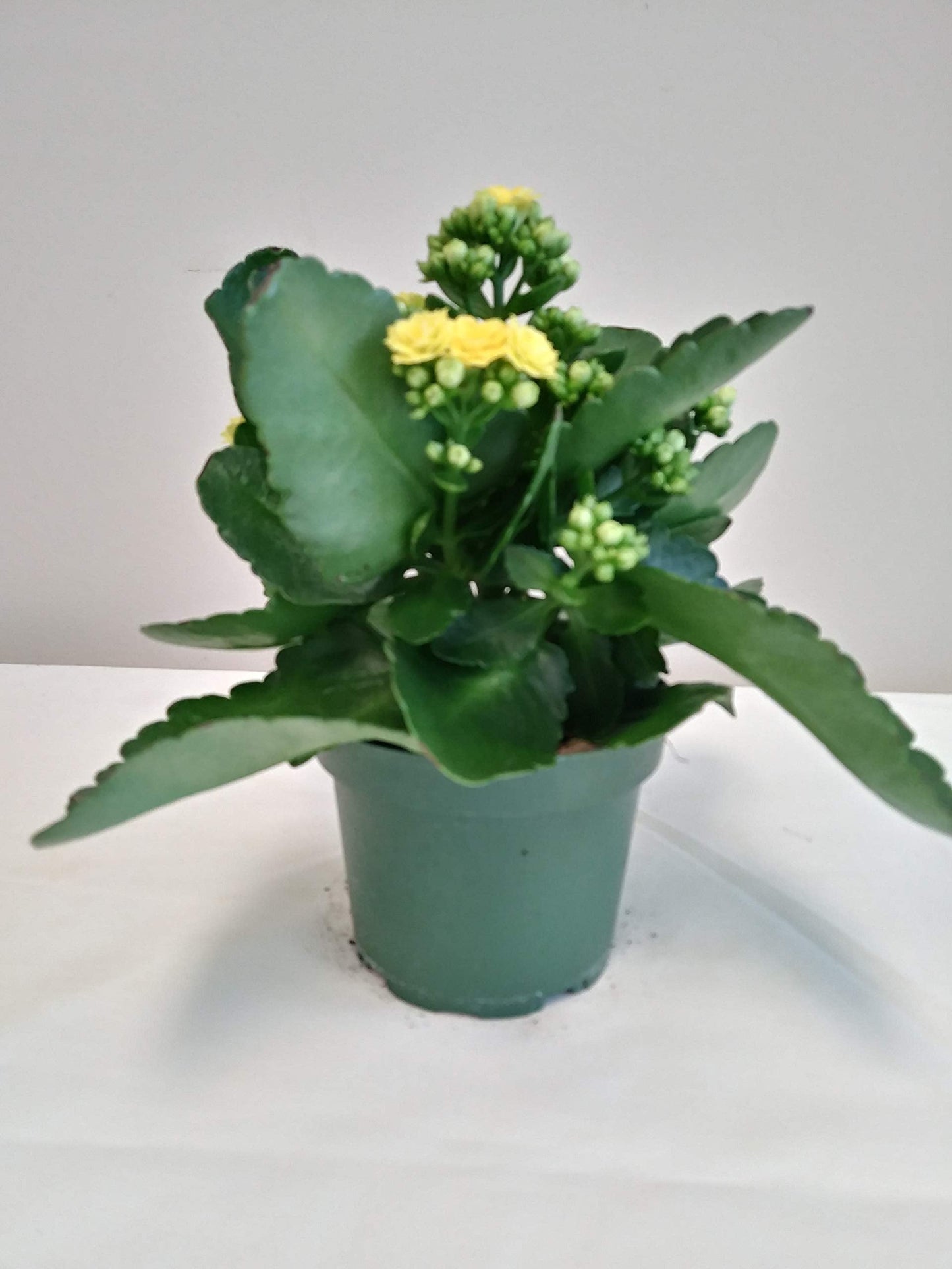 Live 4" Yellow Kalanchoe in 4" Yellow Paint Can Gift Container